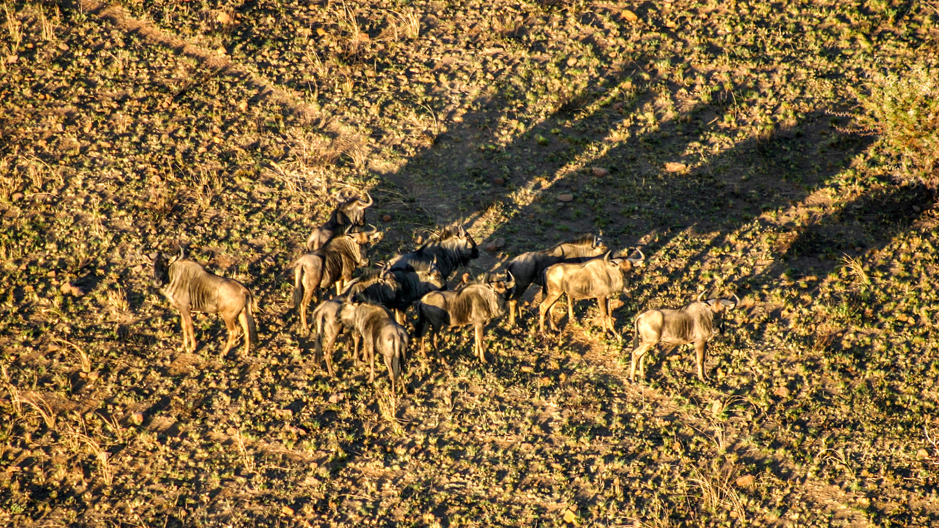 Afrique du sud