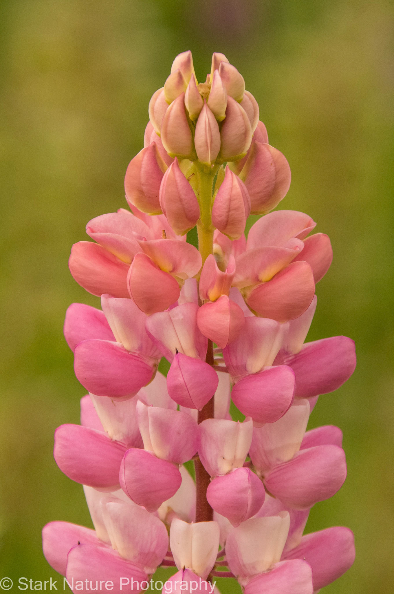 Lupine_001