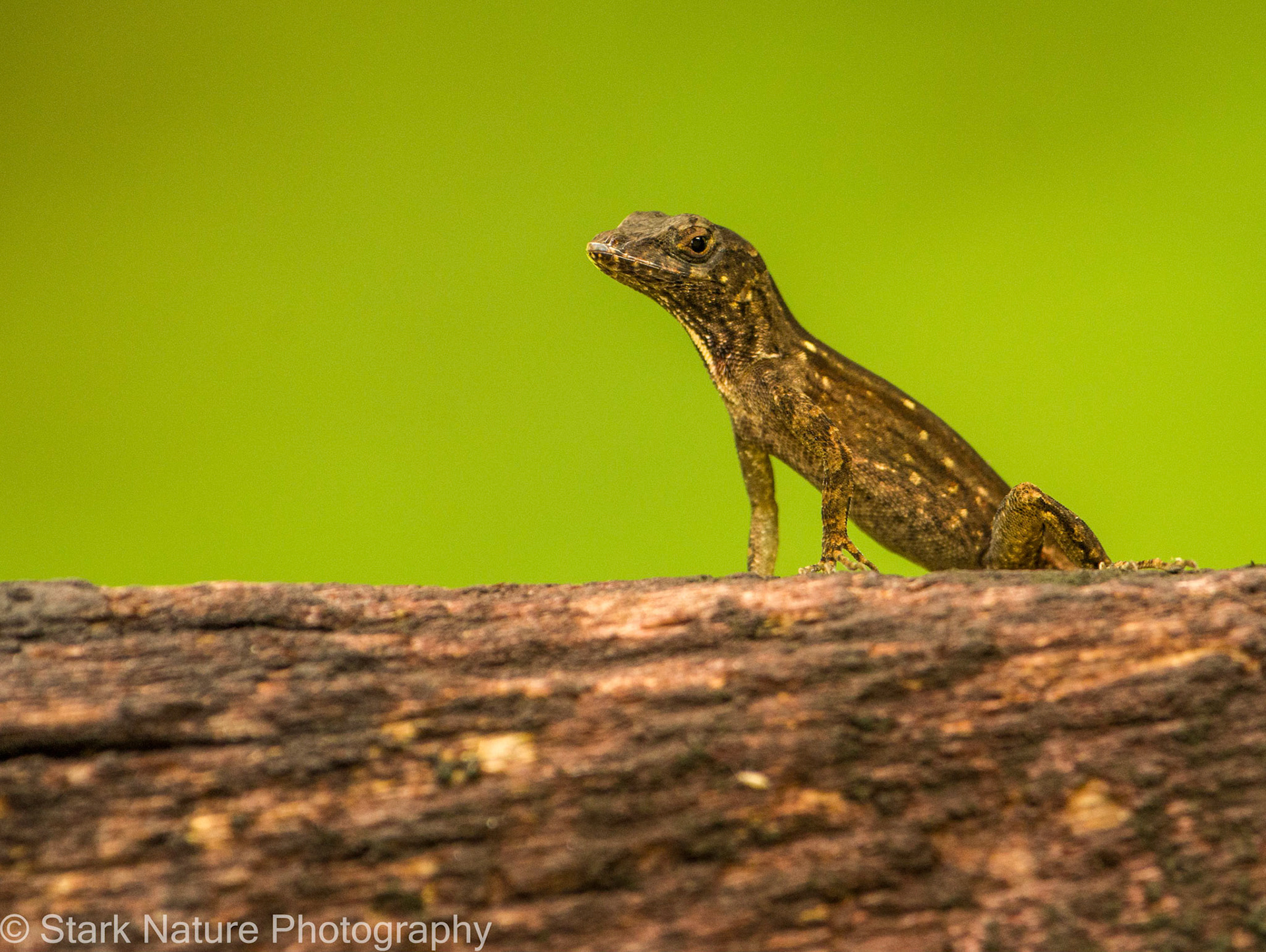 Lizard_001