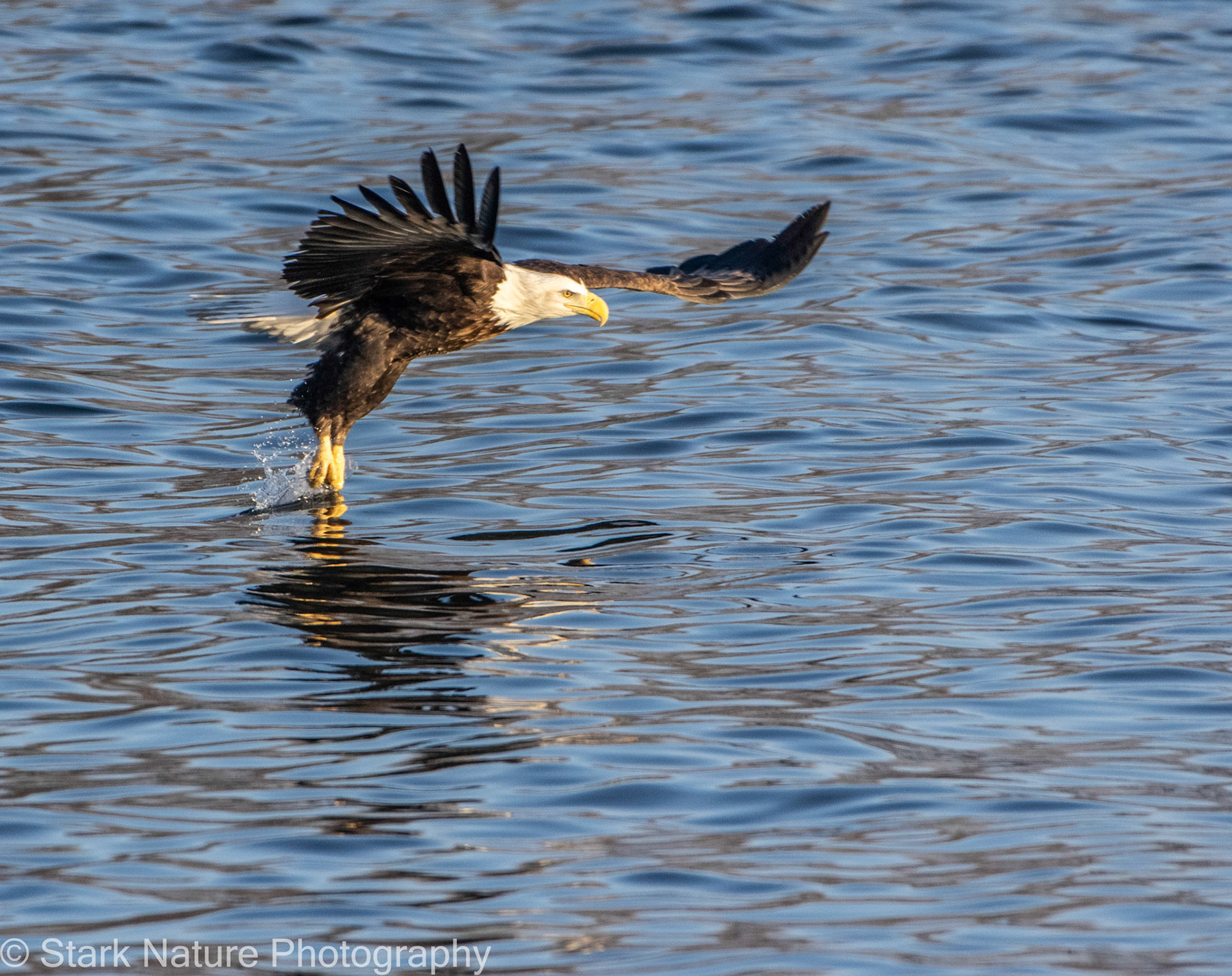 Eagle 001,  Red Wing MN