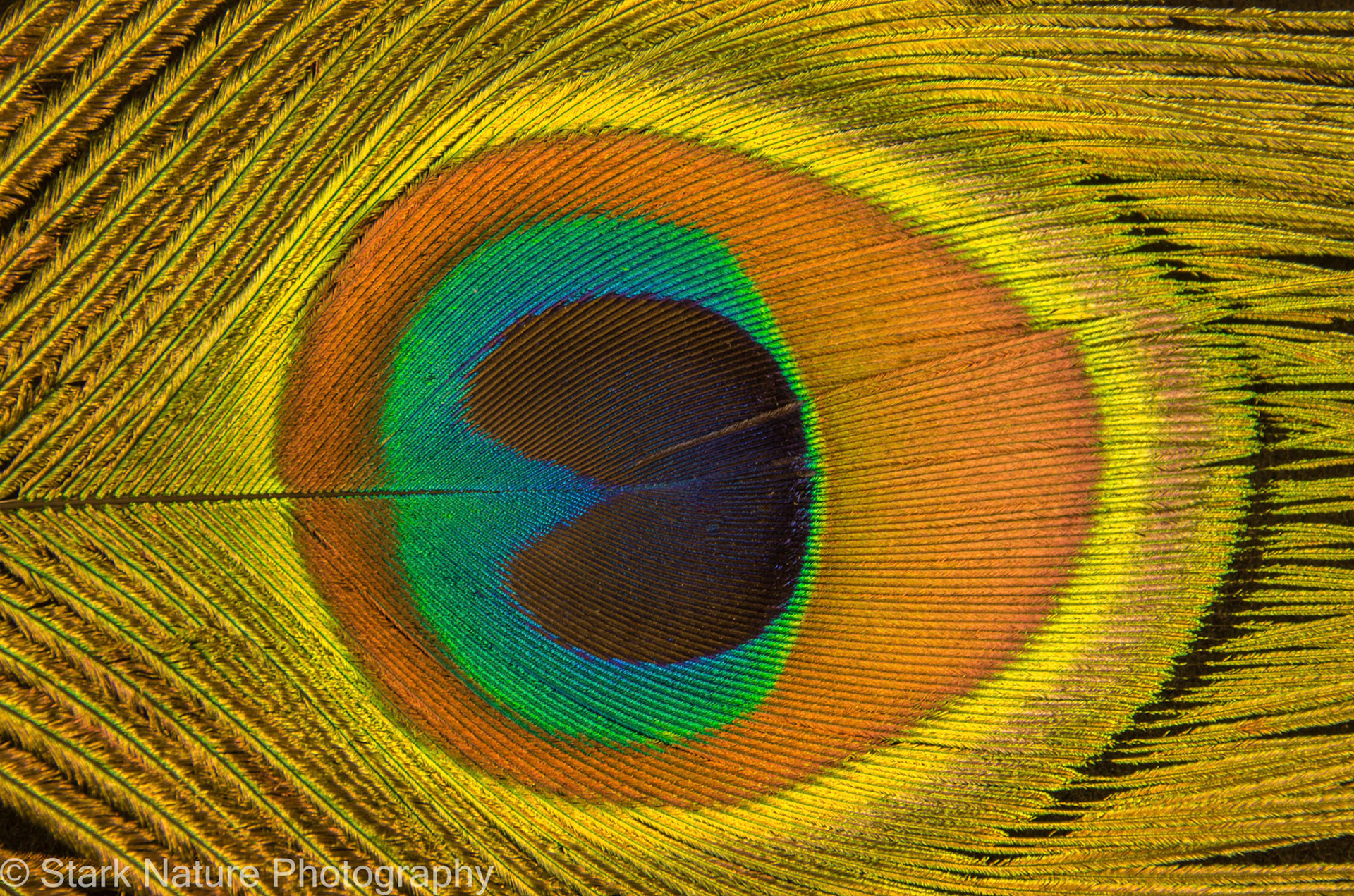Peacock Feather Still Life