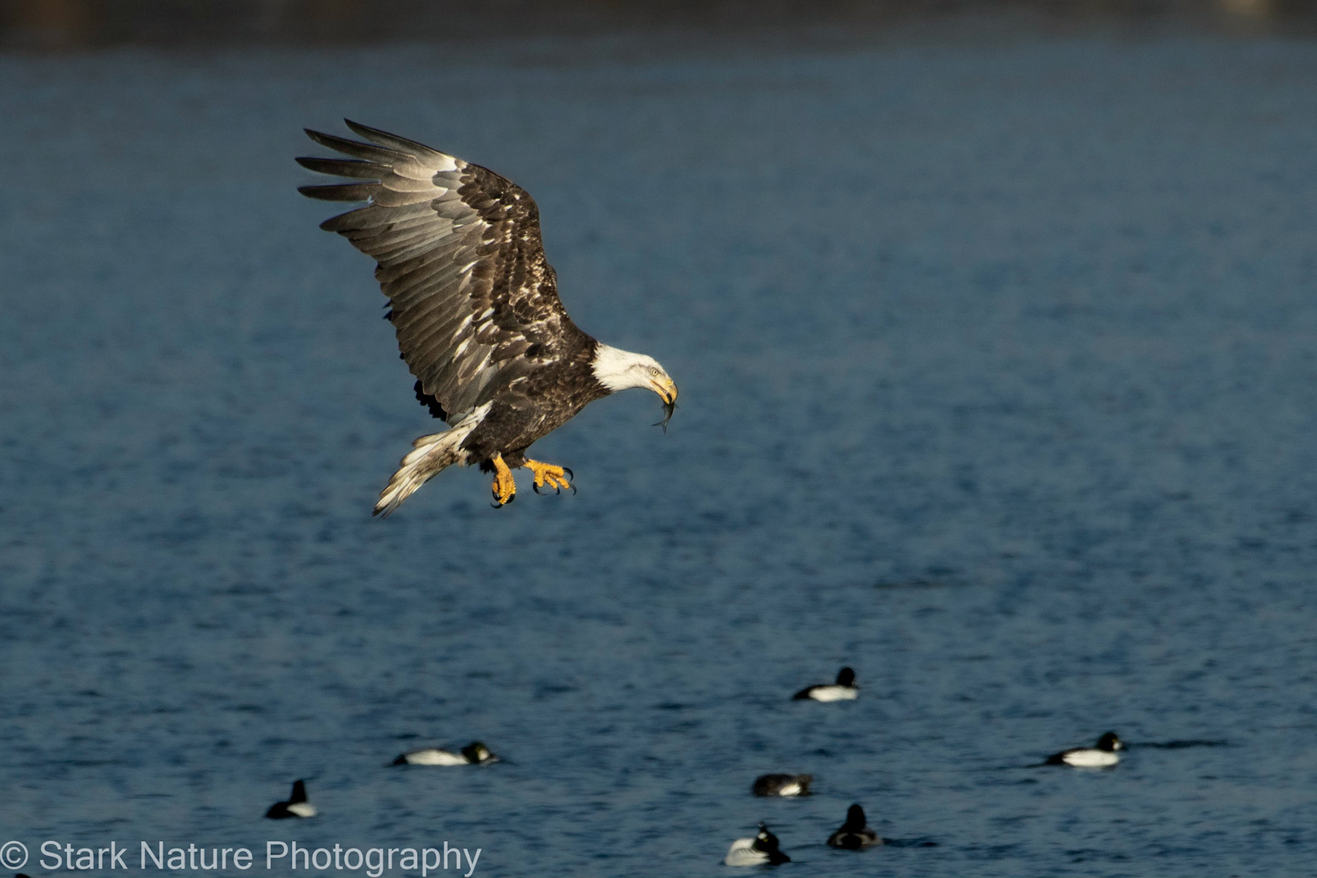 Eagle 002, Red Wing MN