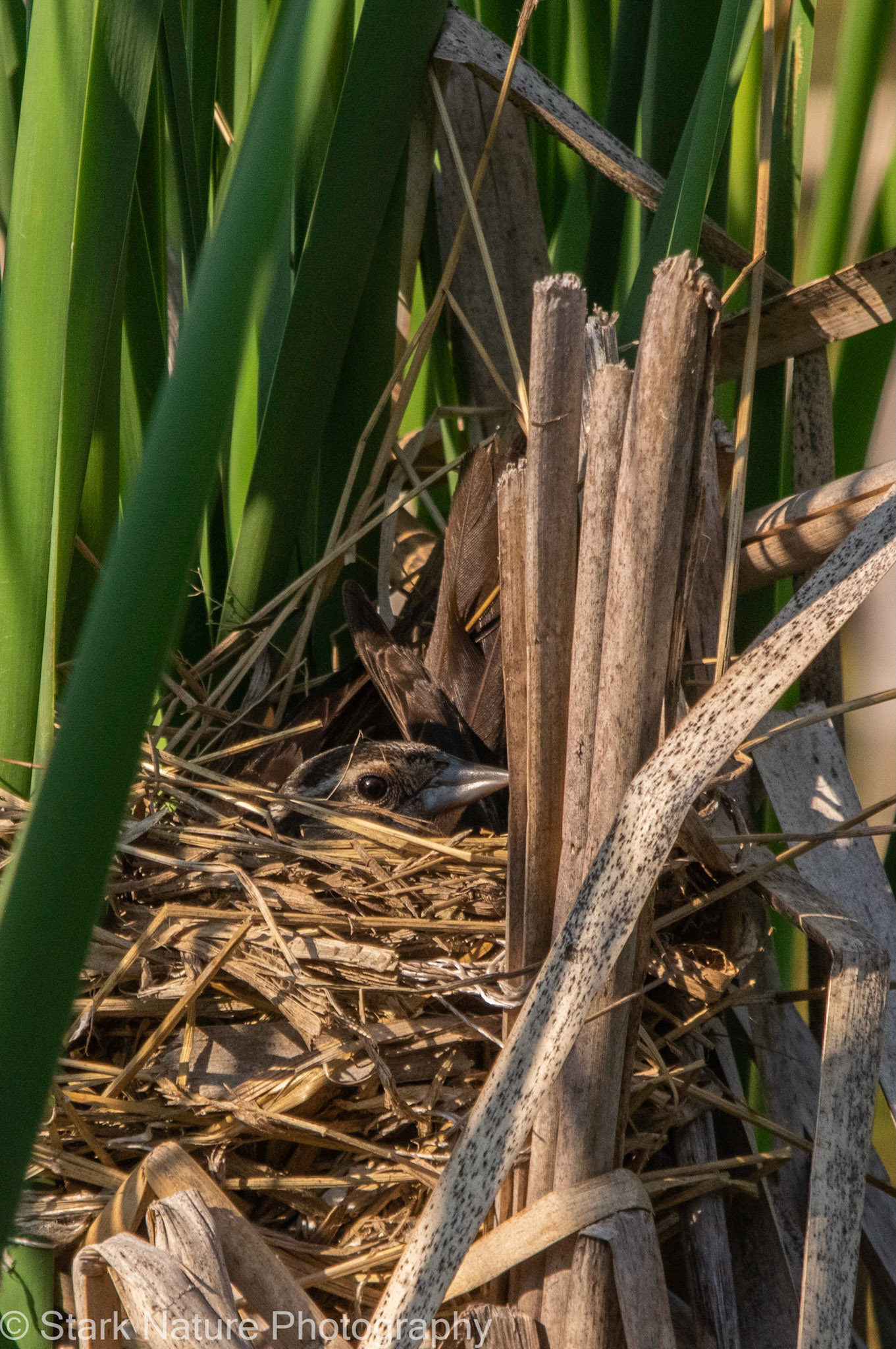Red-Winged Blackbird_001