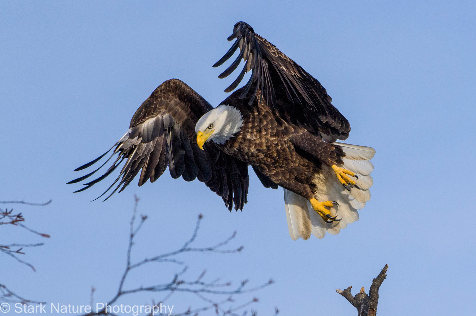 Eagle 001, Wabasha MN