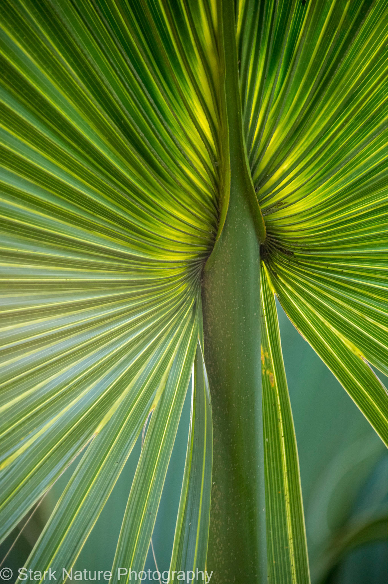 Saw Palmetto_001