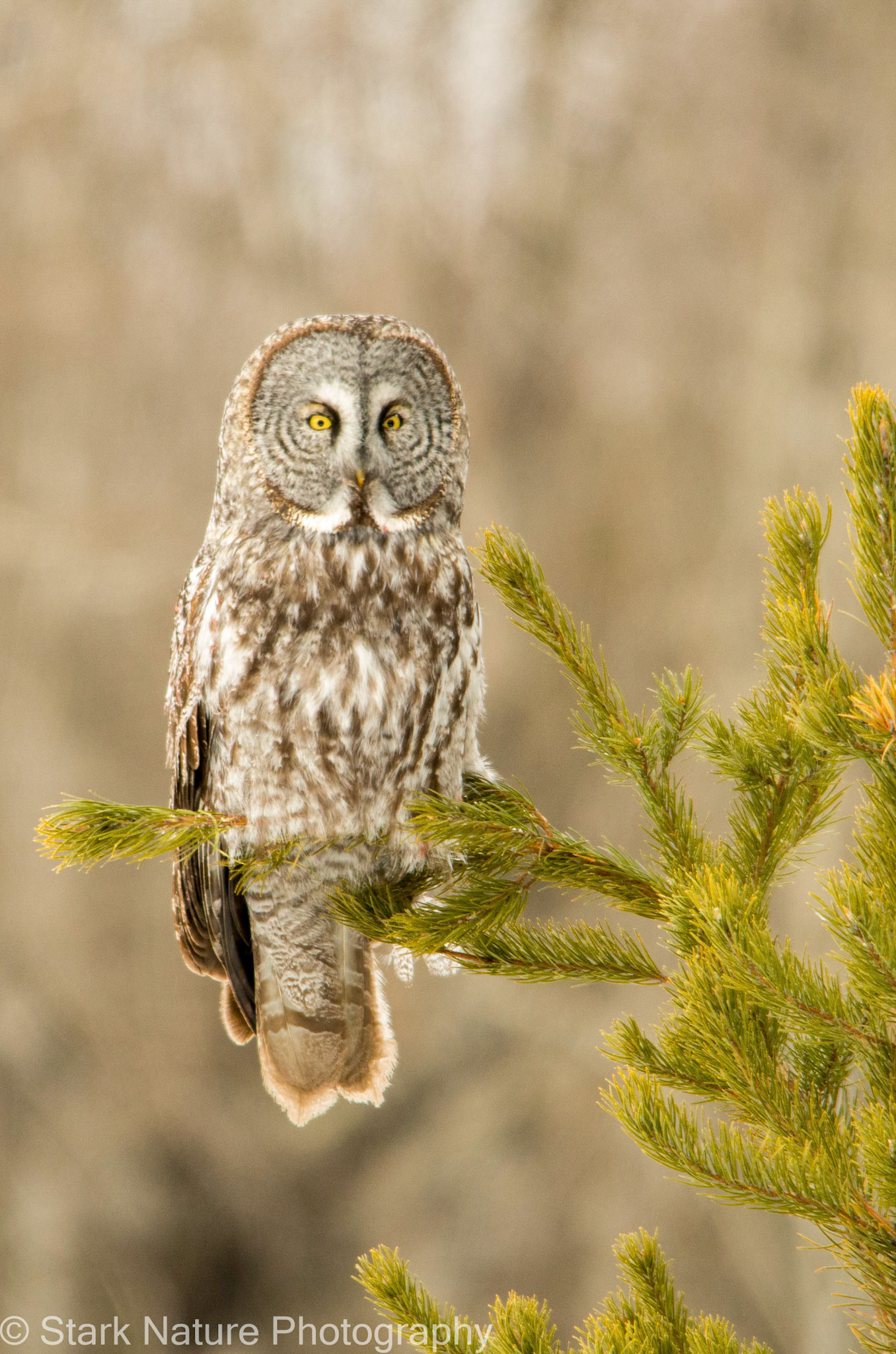 Great Gray Owl_003