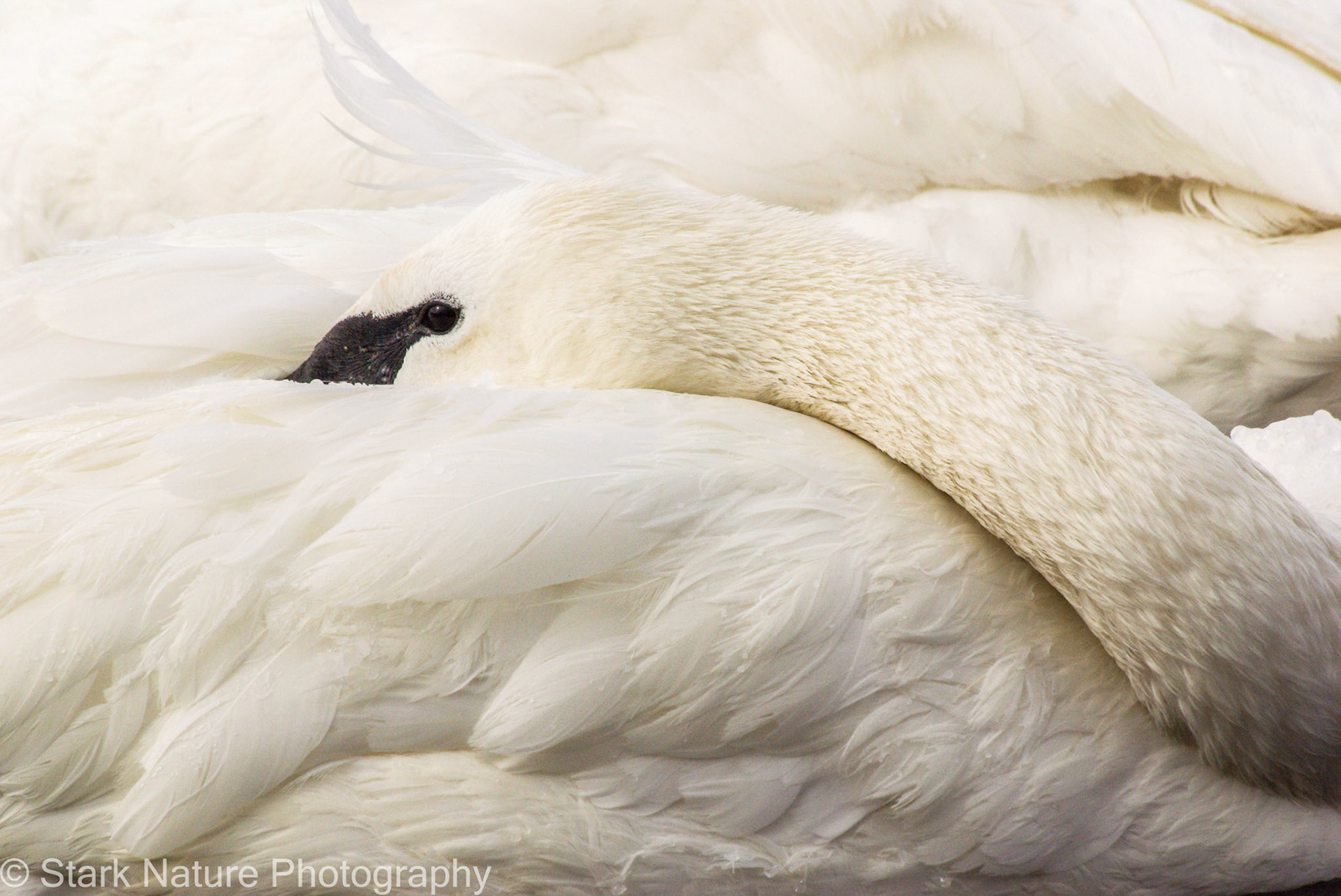 Trumpeter Swan_003