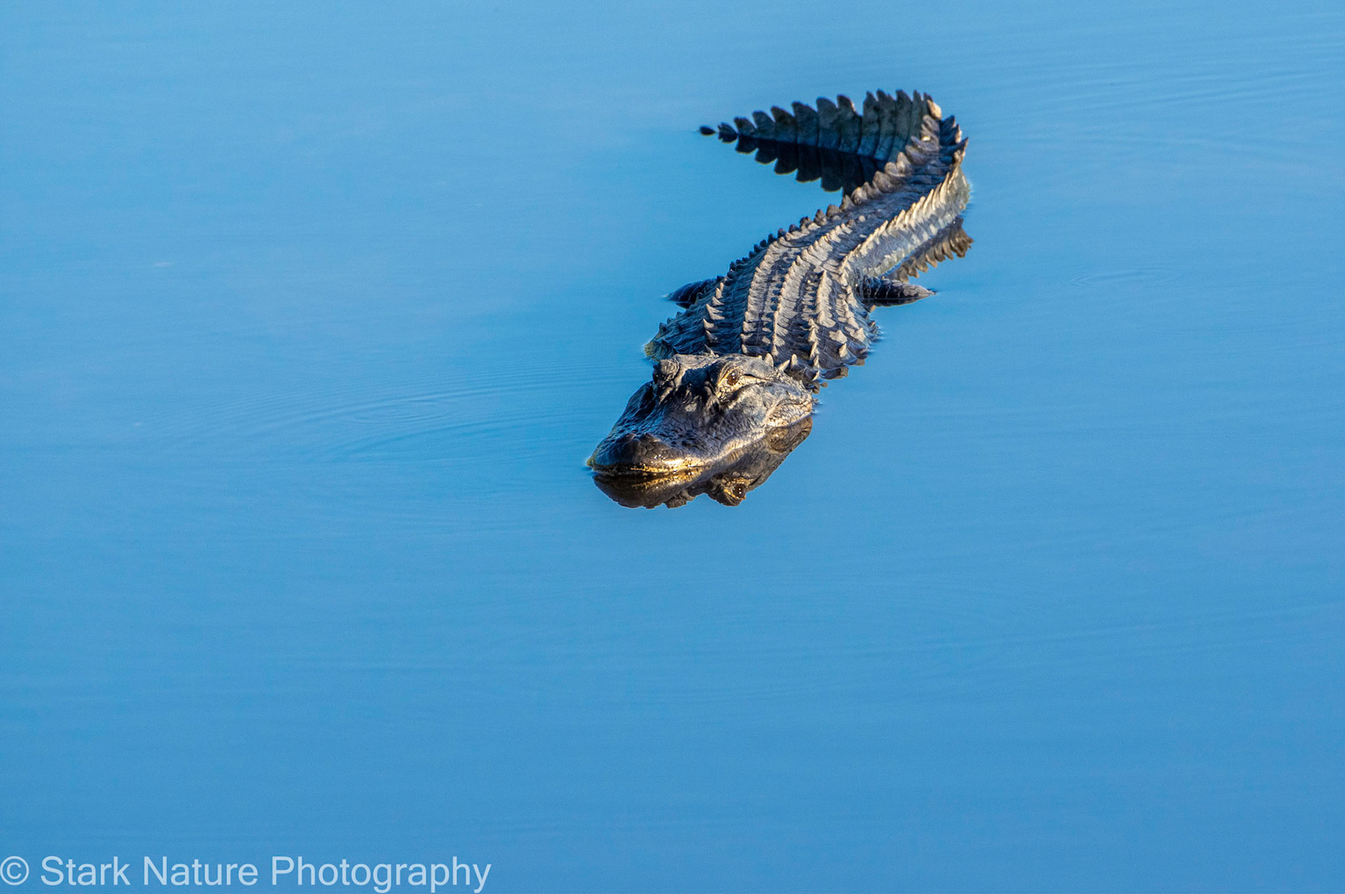 Alligator_001
