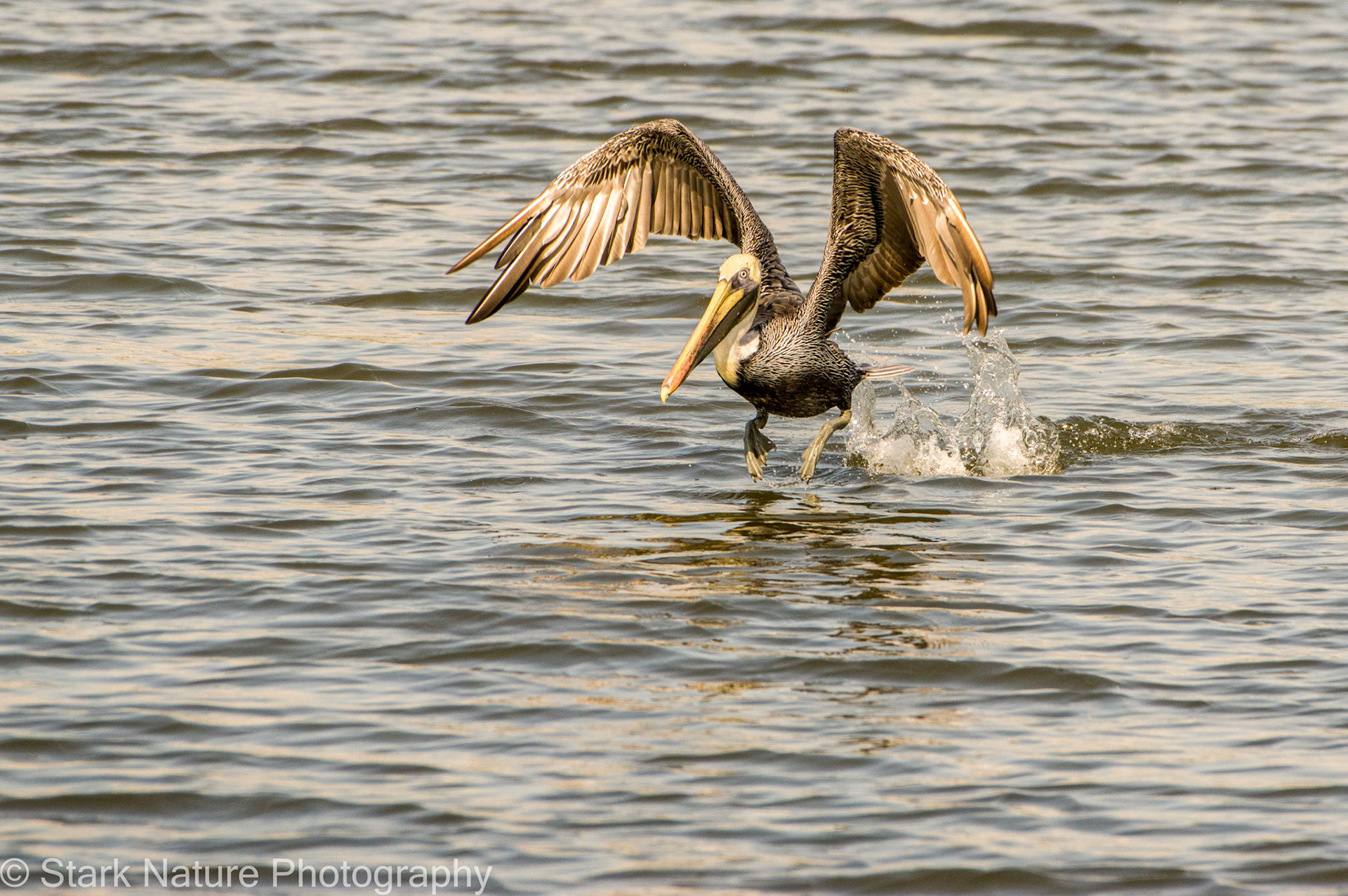 Brown Pelican_001