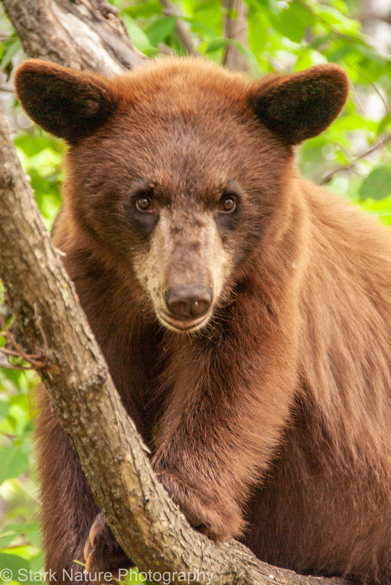 Bears_008