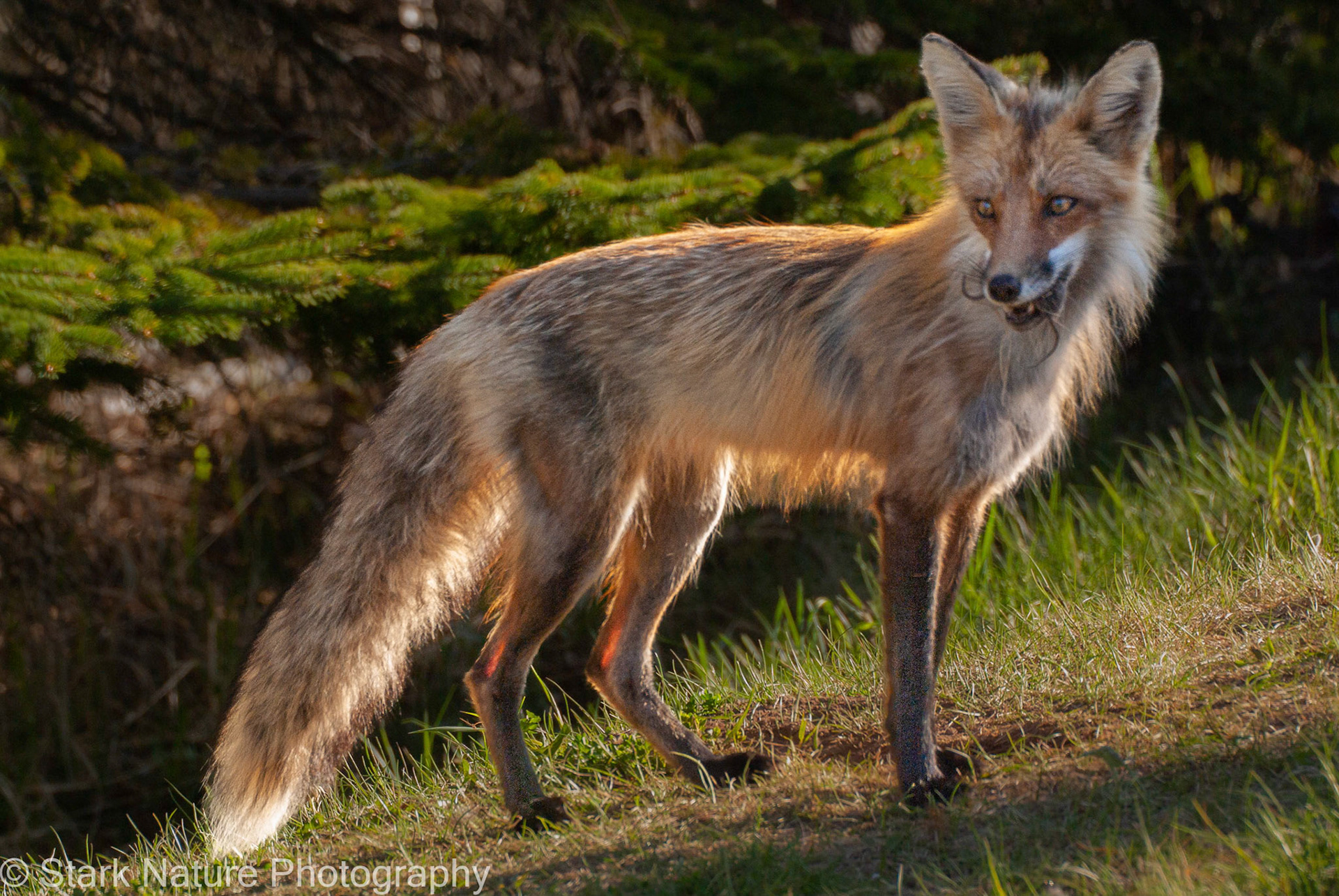 Fox_001