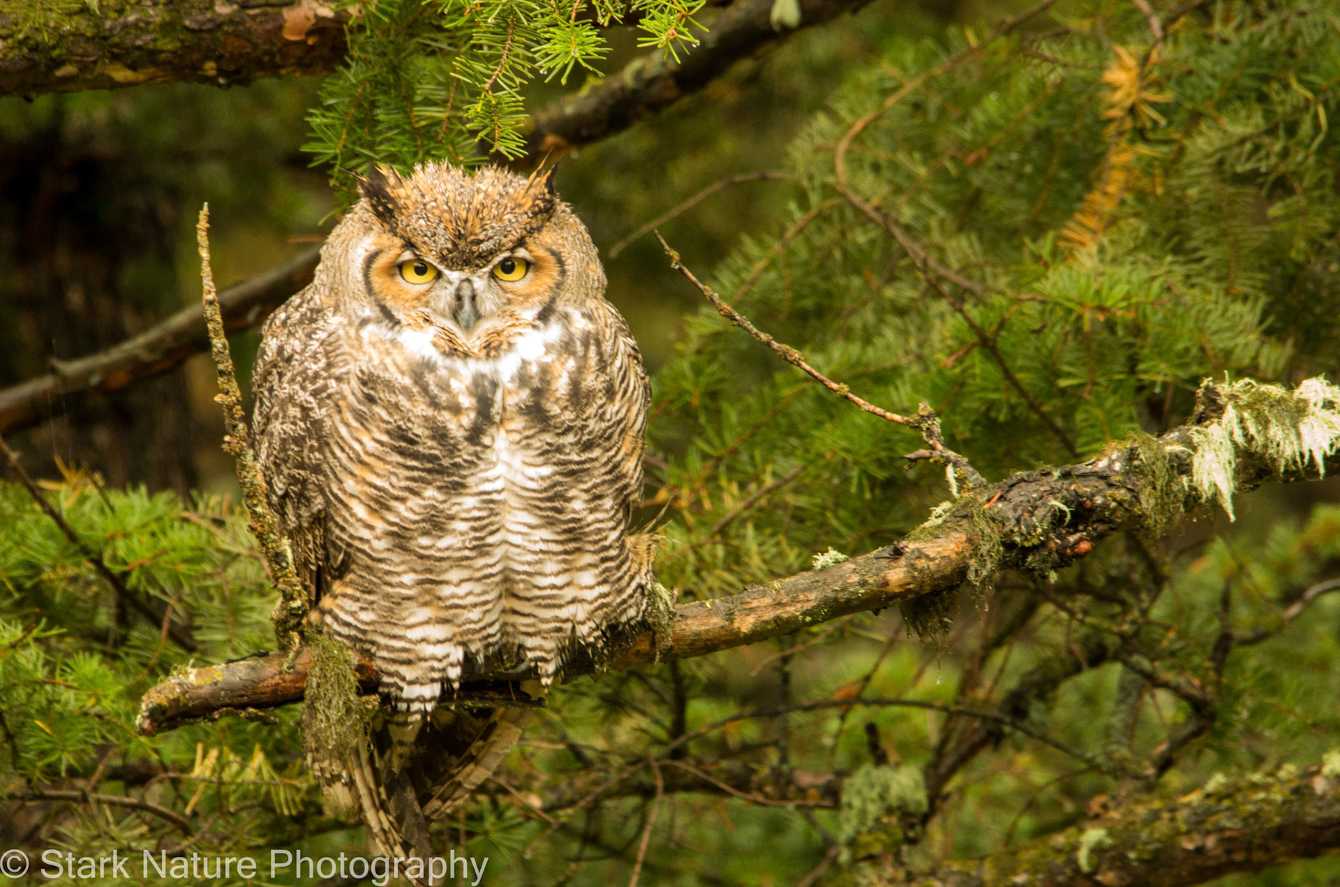Great Horned Owel_002