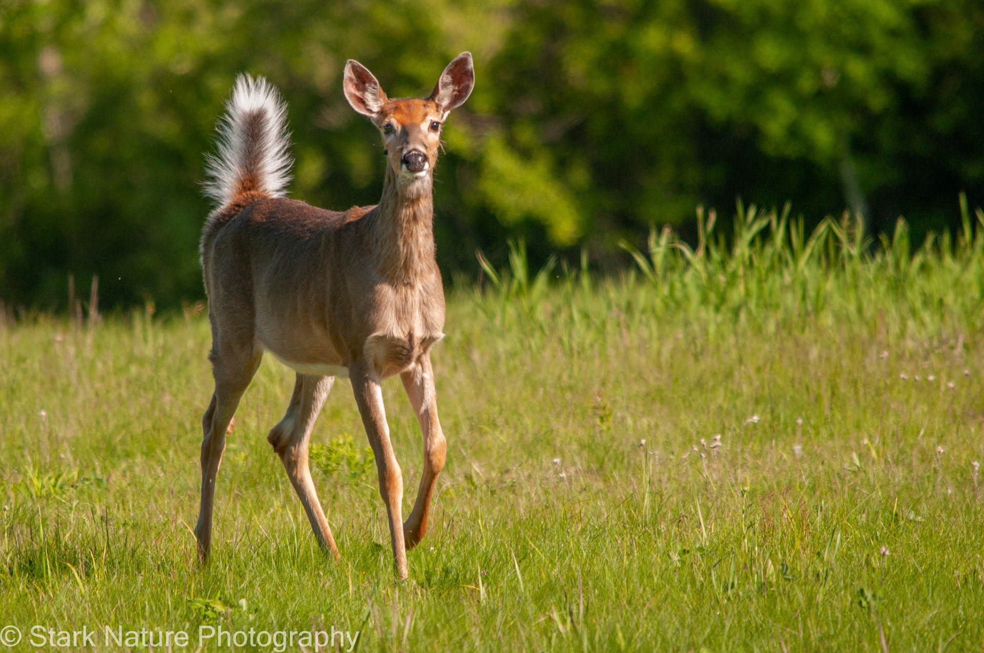 Deer_001