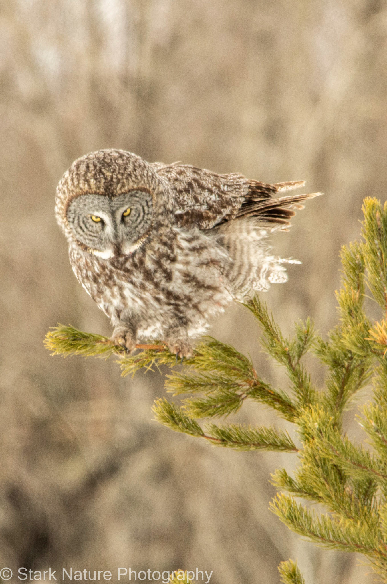 Great Gray Owl_001