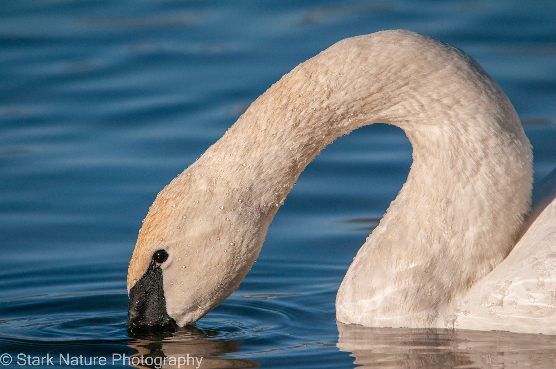 Trumpeter Swan_002