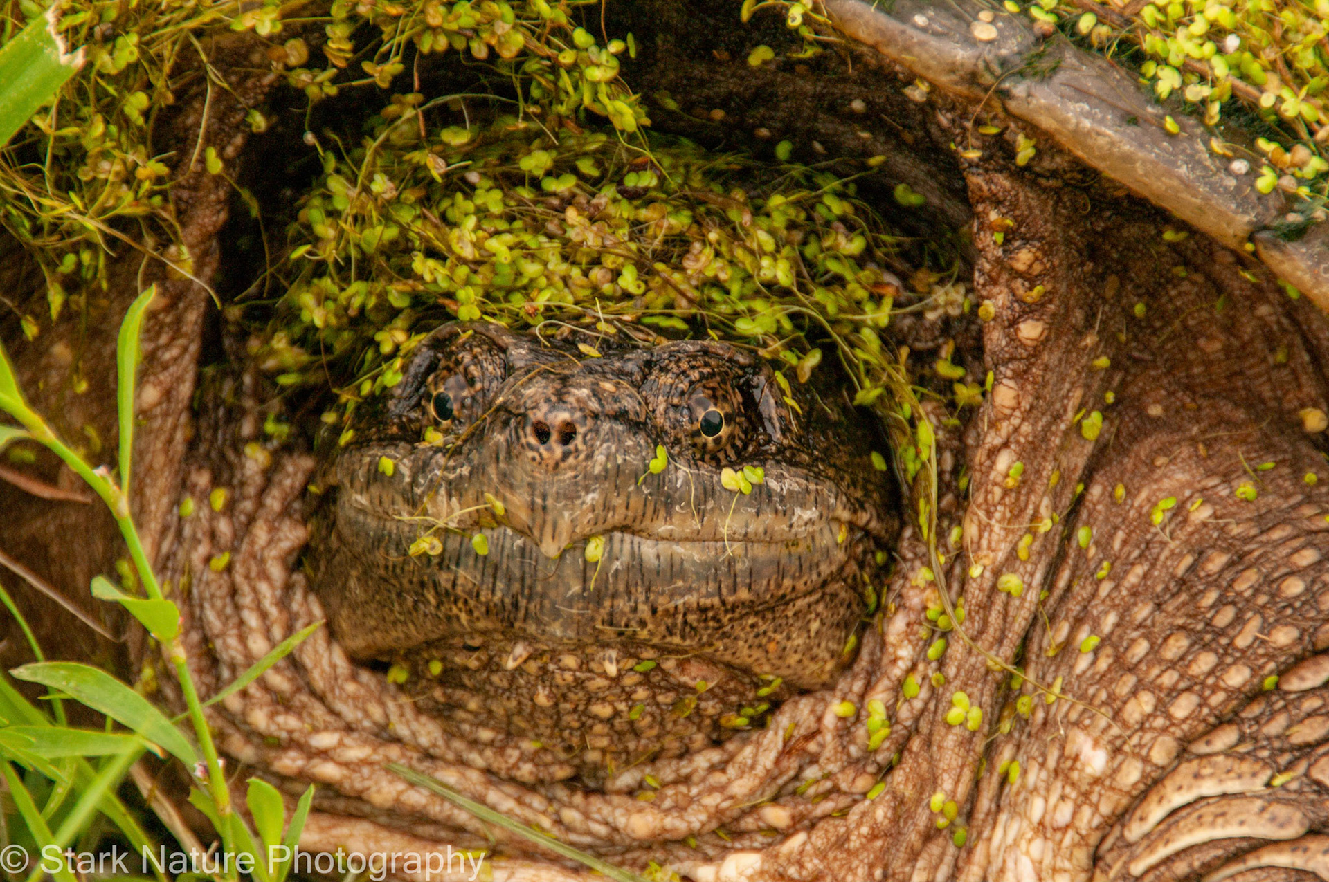 Snapping Turtle_001