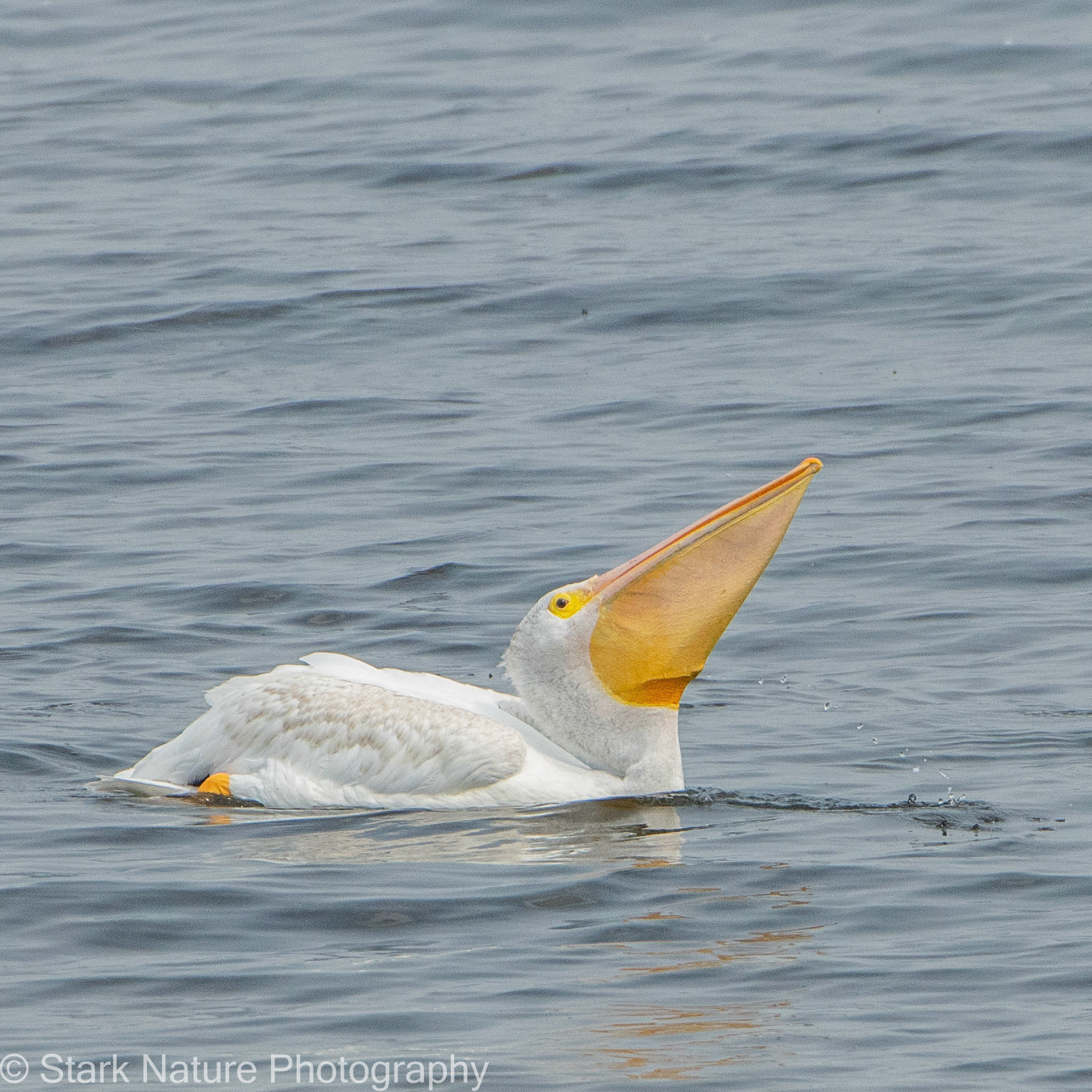 White Pelican_001