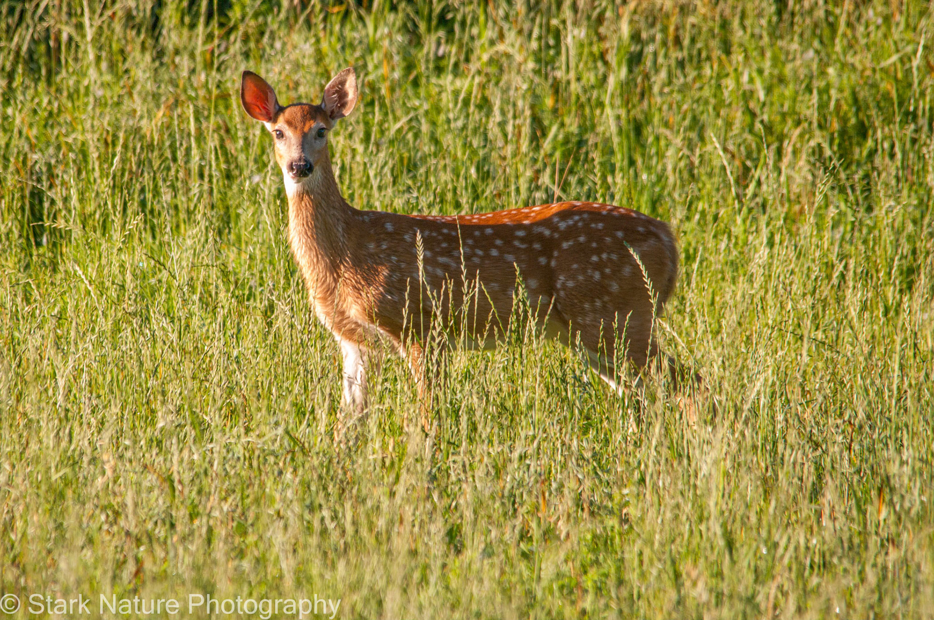 Deer_002
