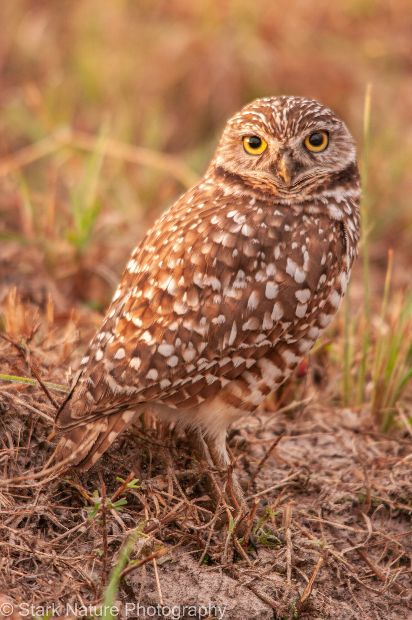 Burrowing Owl_001