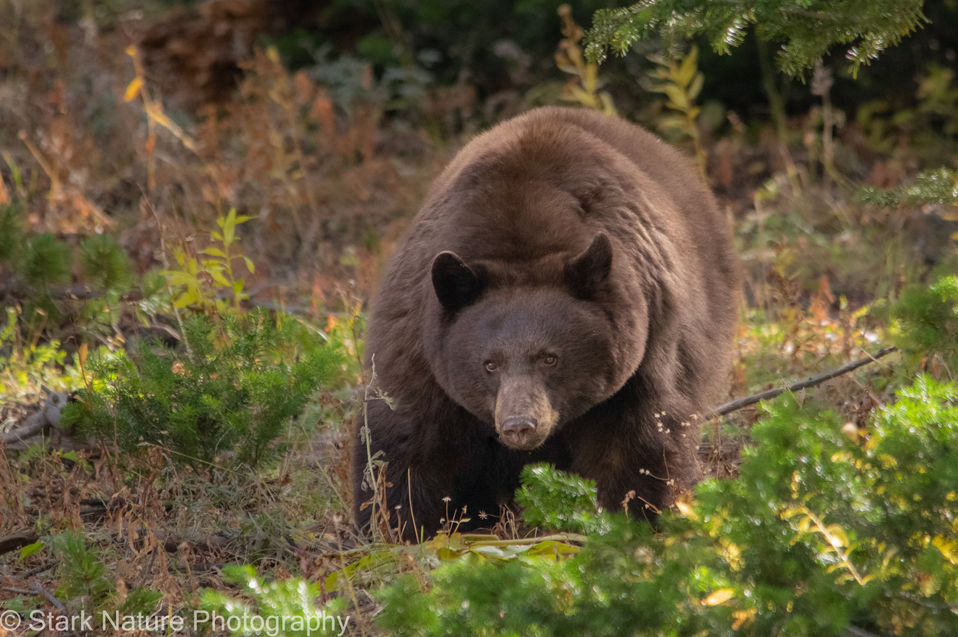 Yellowstone Bear_001