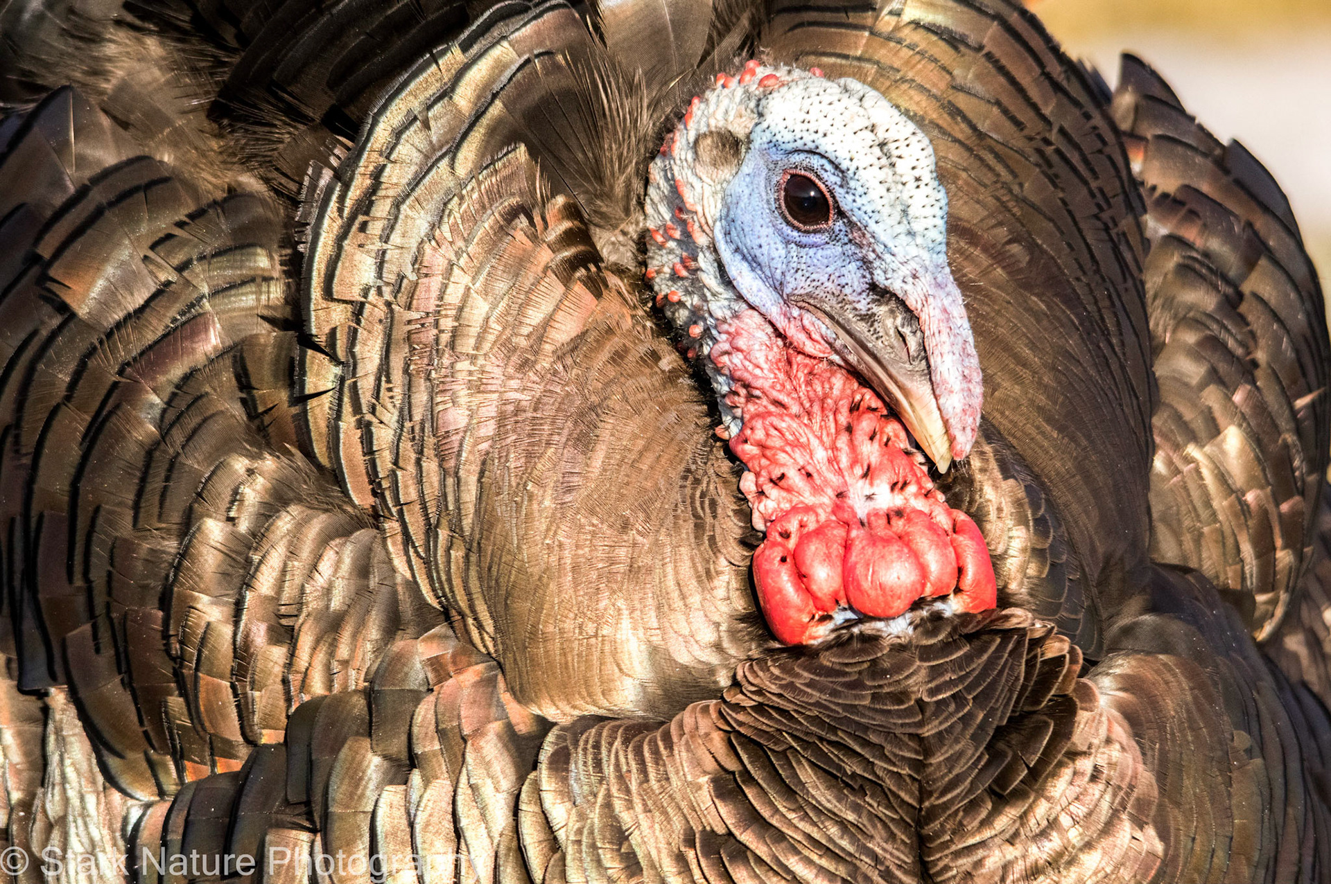 Turkey_001