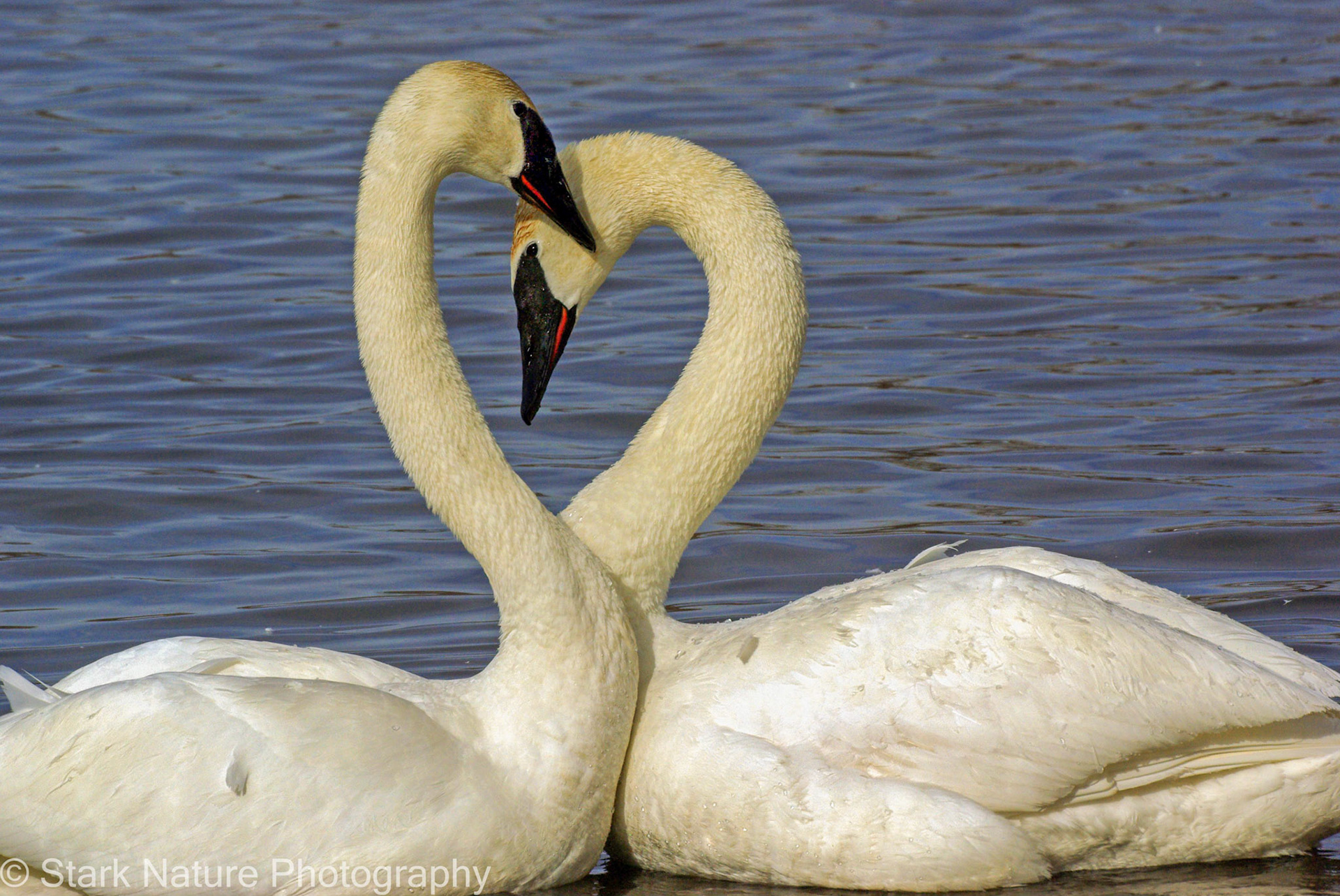 Trumpeter Swan_001