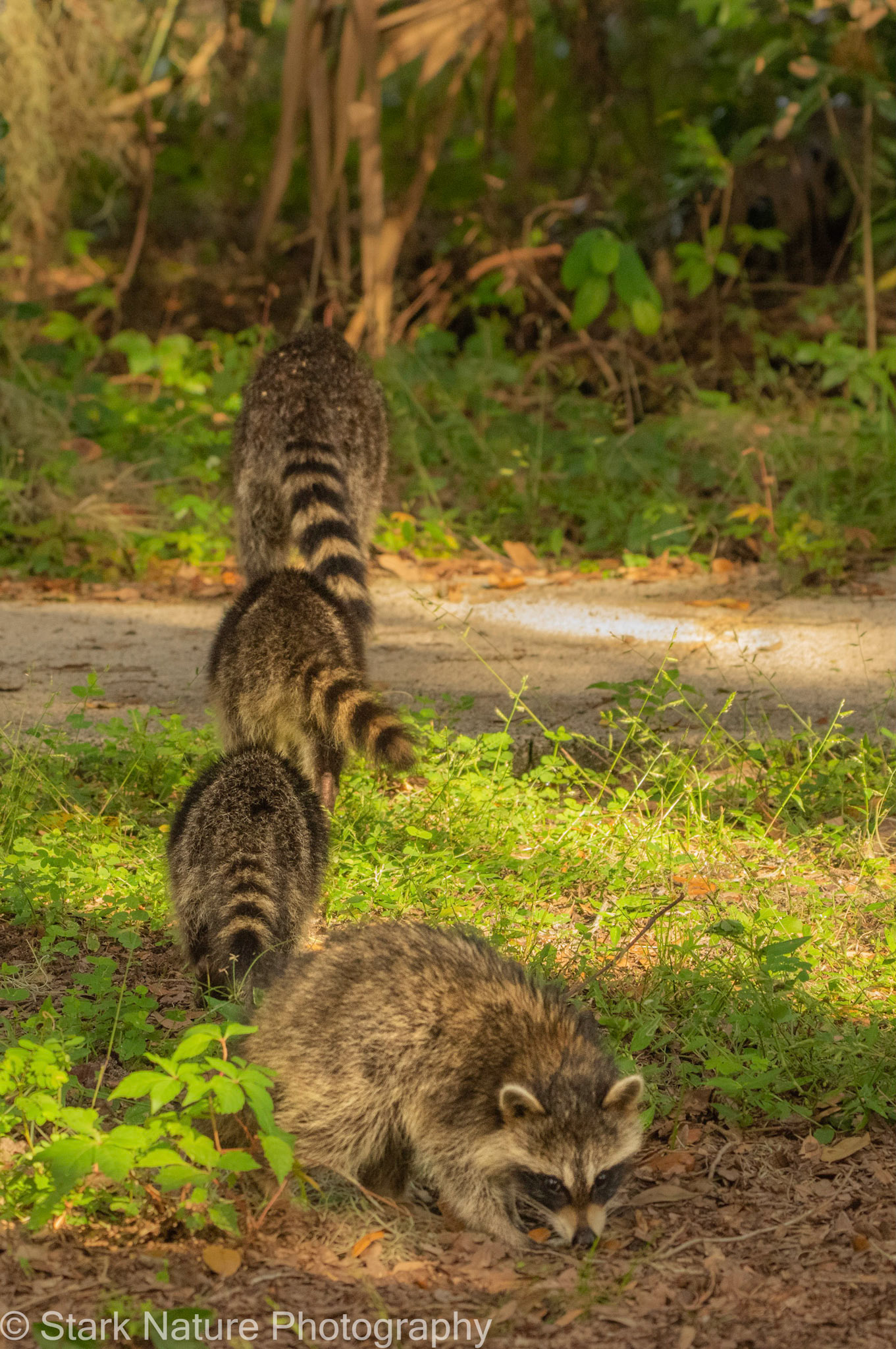 Raccoons_001