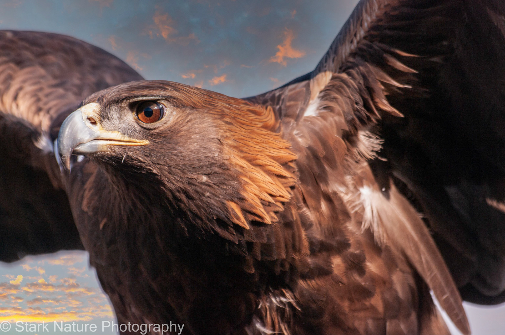 Golden Eagle