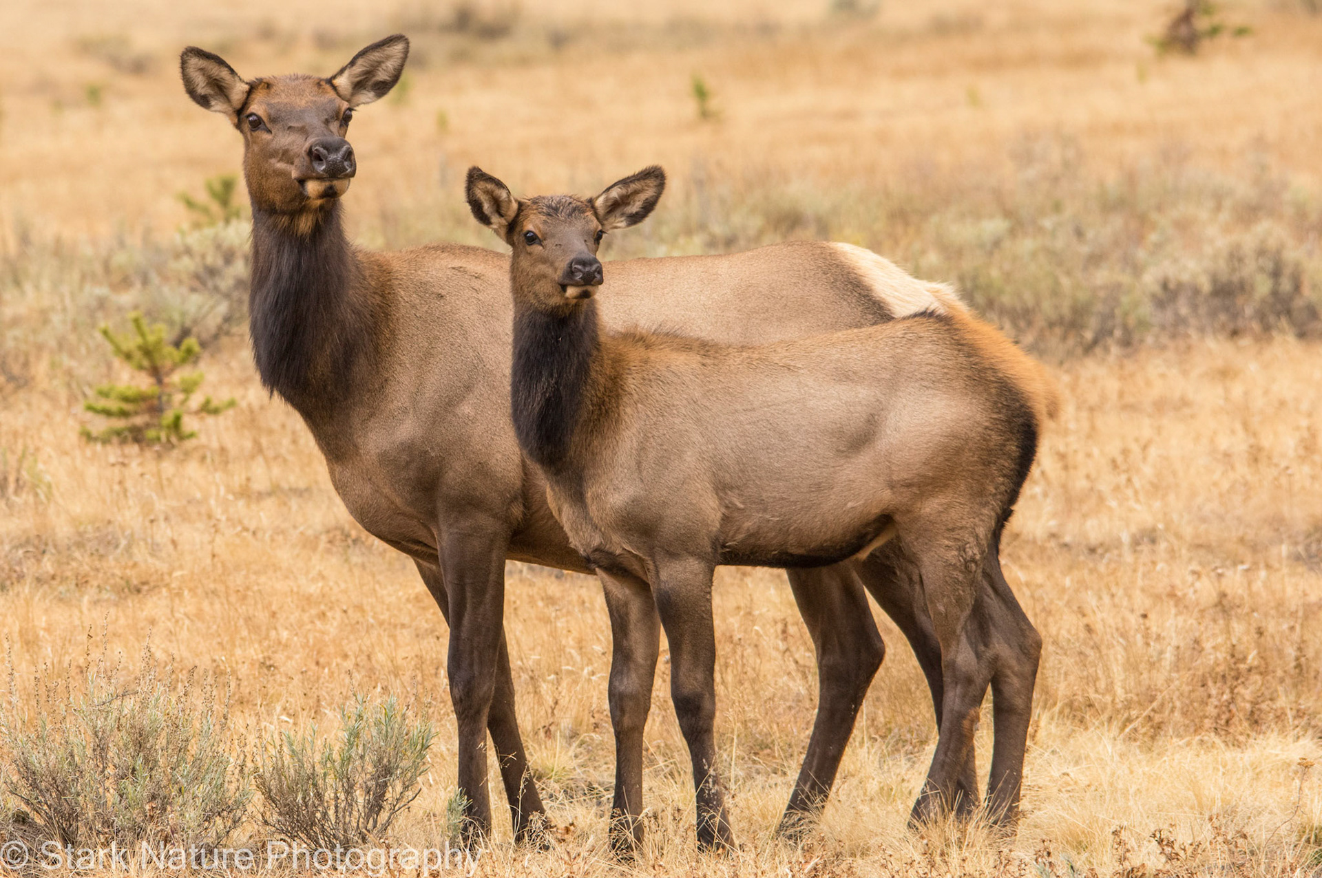 Elk_001