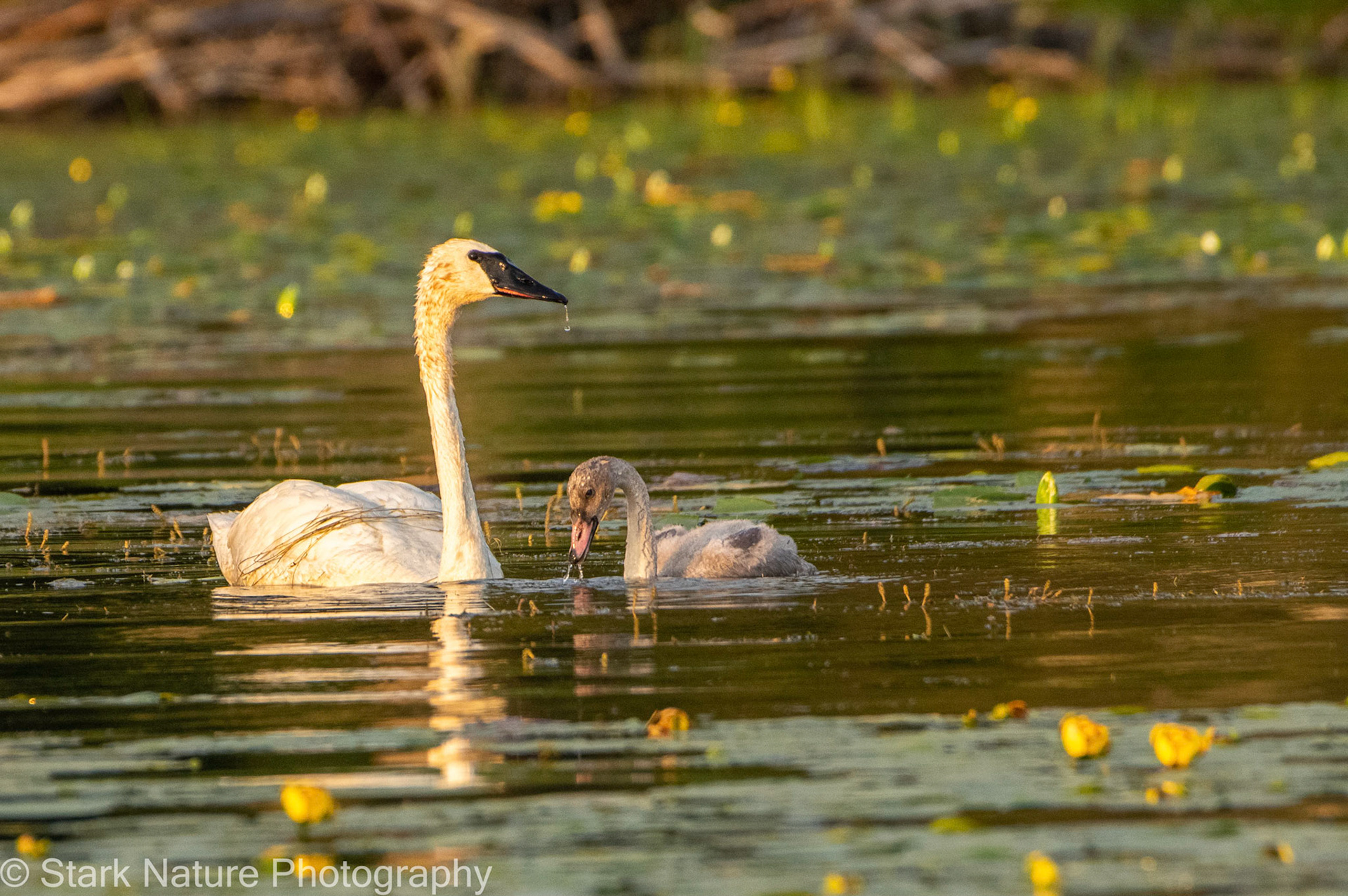 Trumpeter Swan_006