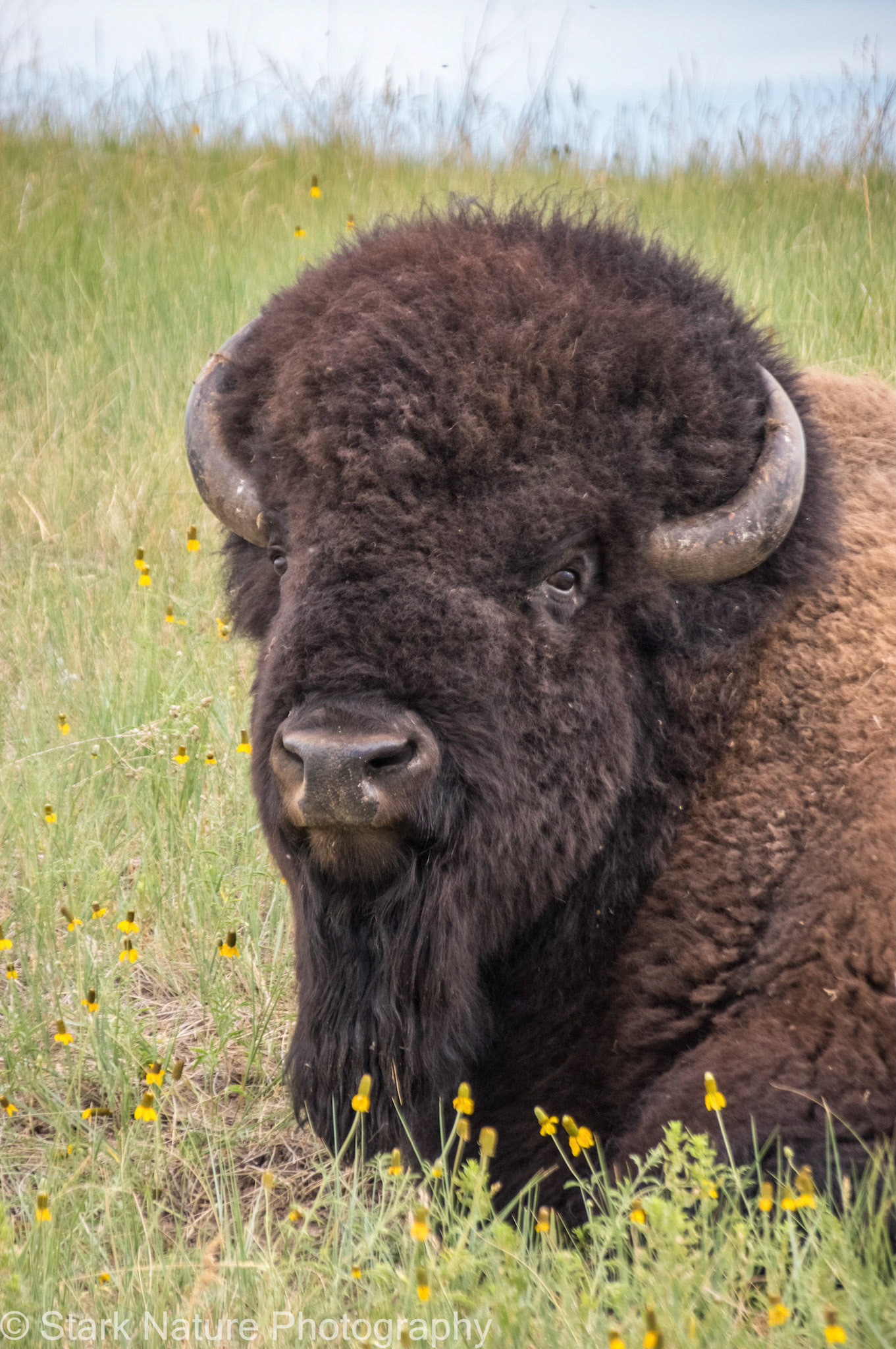 Buffalo_003
