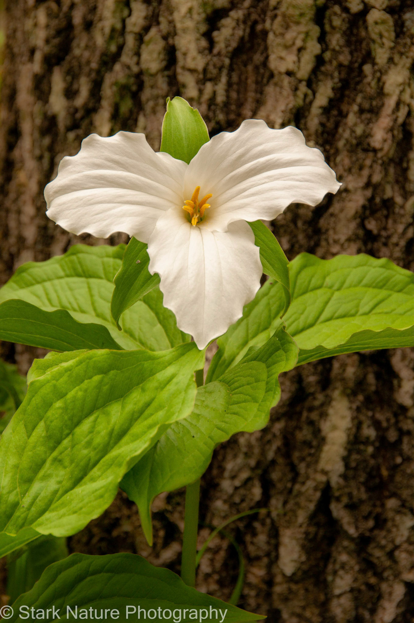 Trillium_001