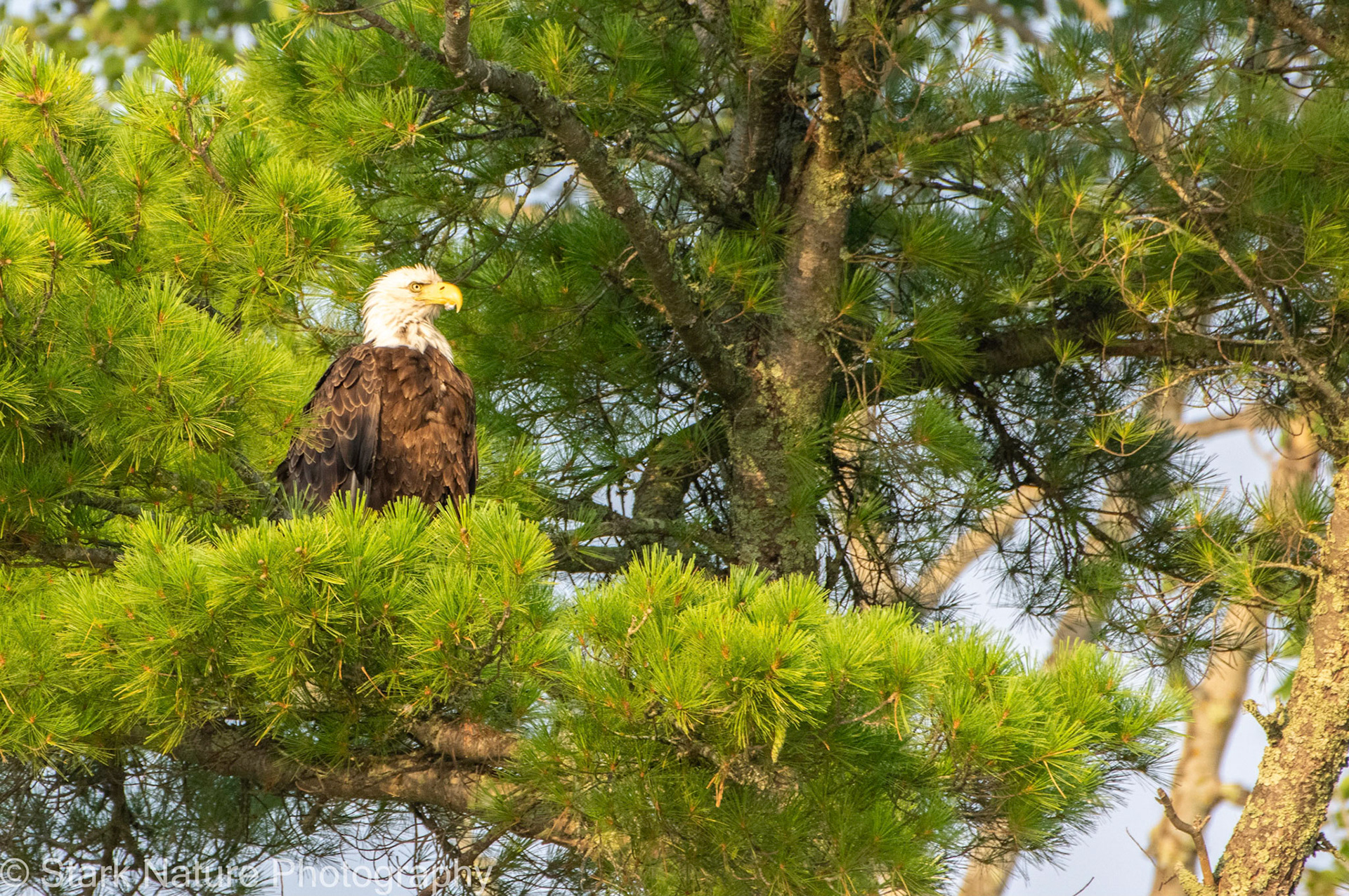 Eagle, Many Point Lake MN