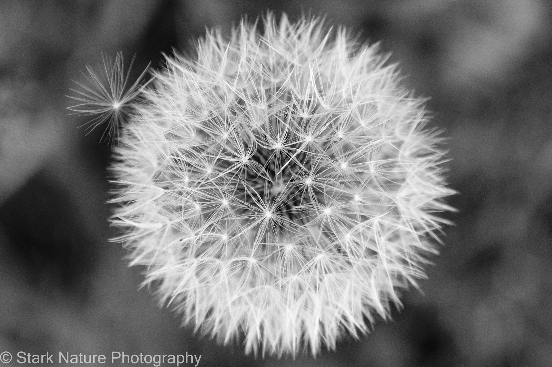 Dandelion Flower