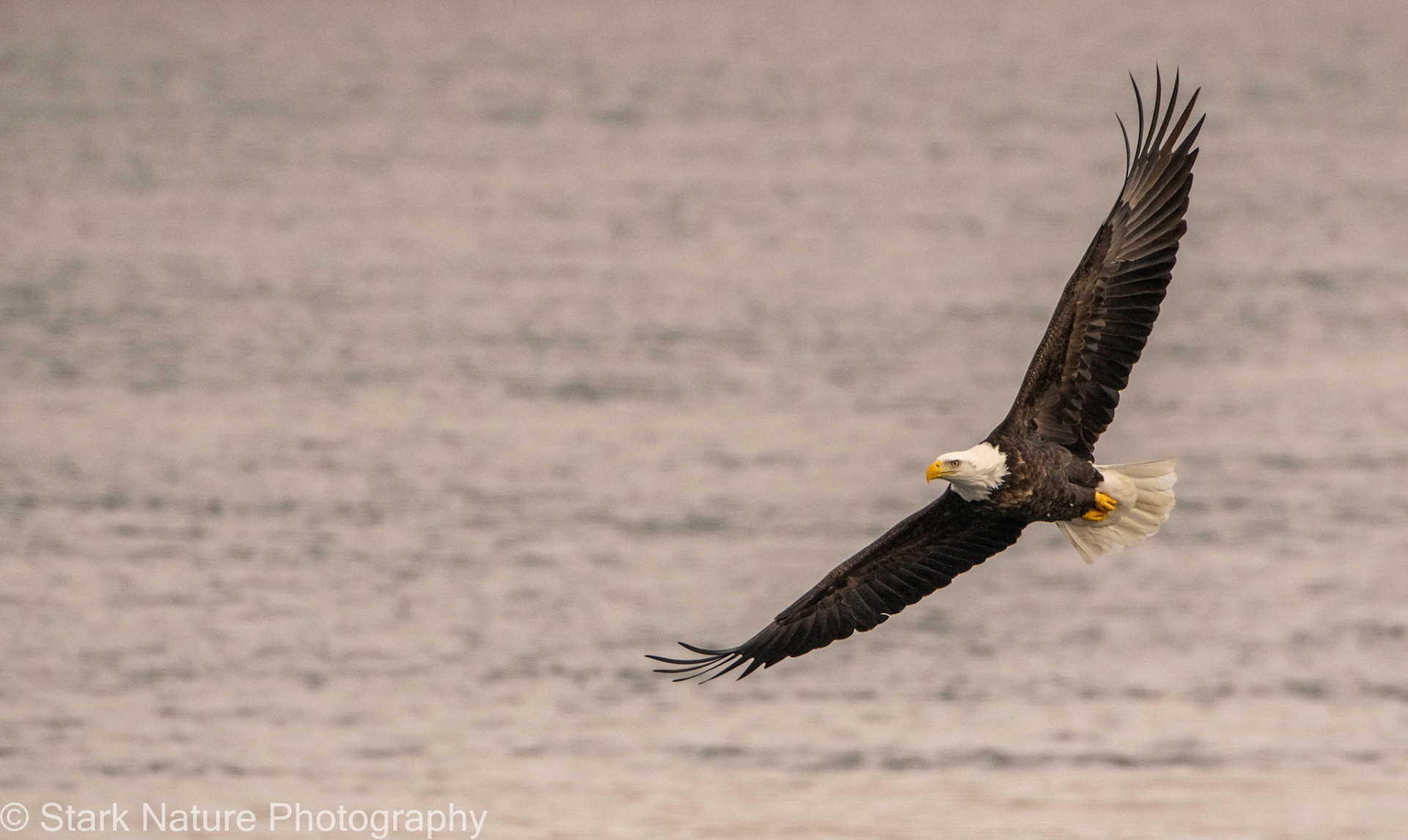 Eagle, Reeds Landing MN