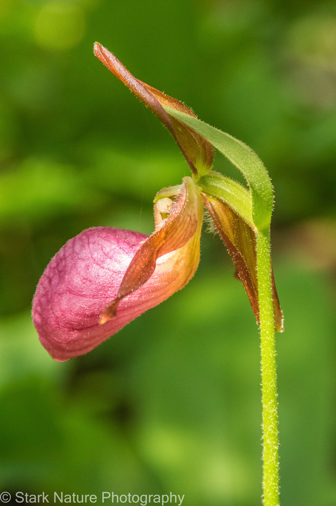 Stemless Ladyslipper_001