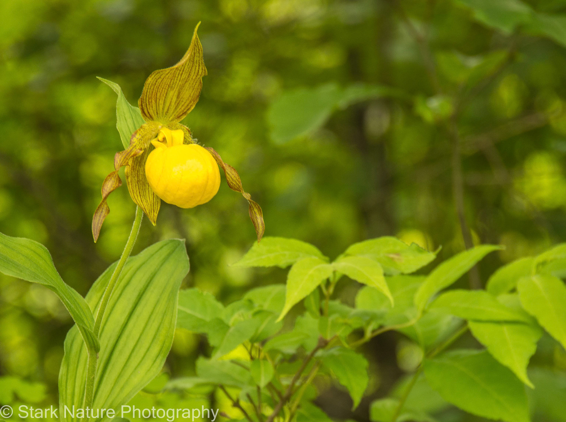 Yellow Ladyslipper_002