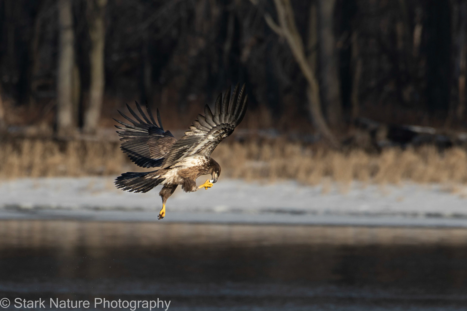 Eagle 003, Red Wing MN