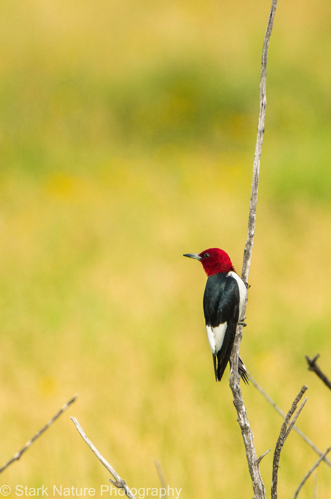 Red Headed Woodpecker_001