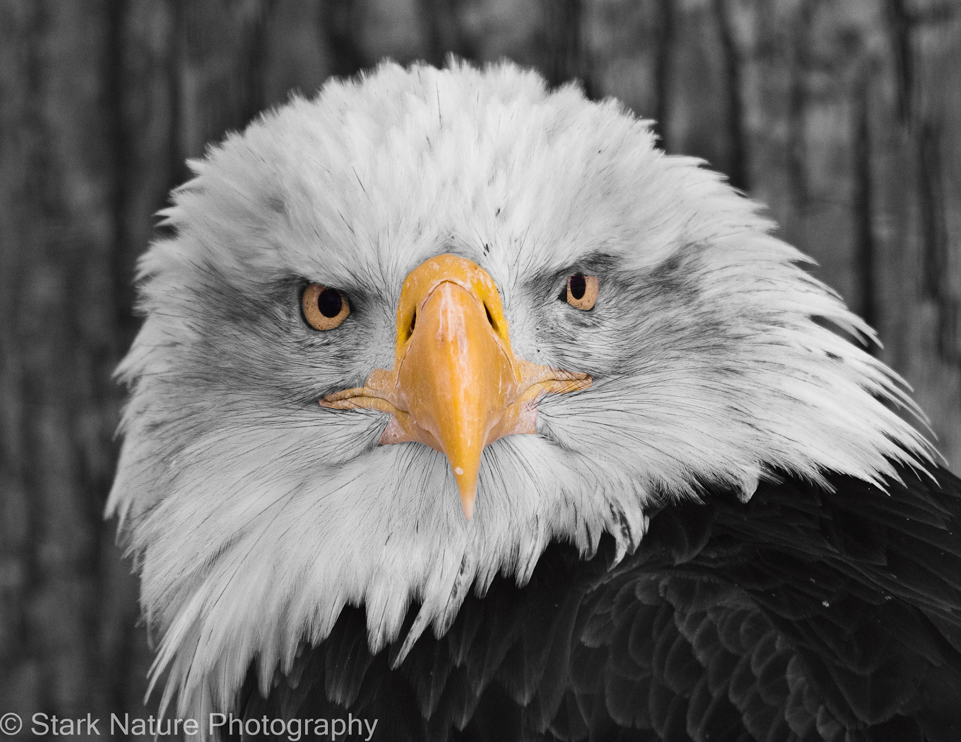 Eagle Portrait