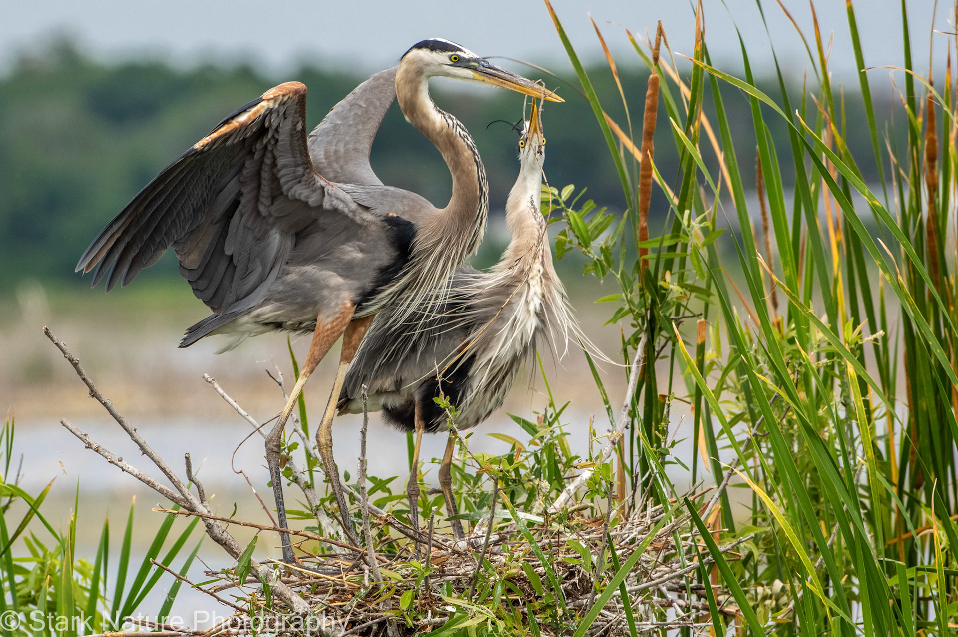 Great Blue Heron_002