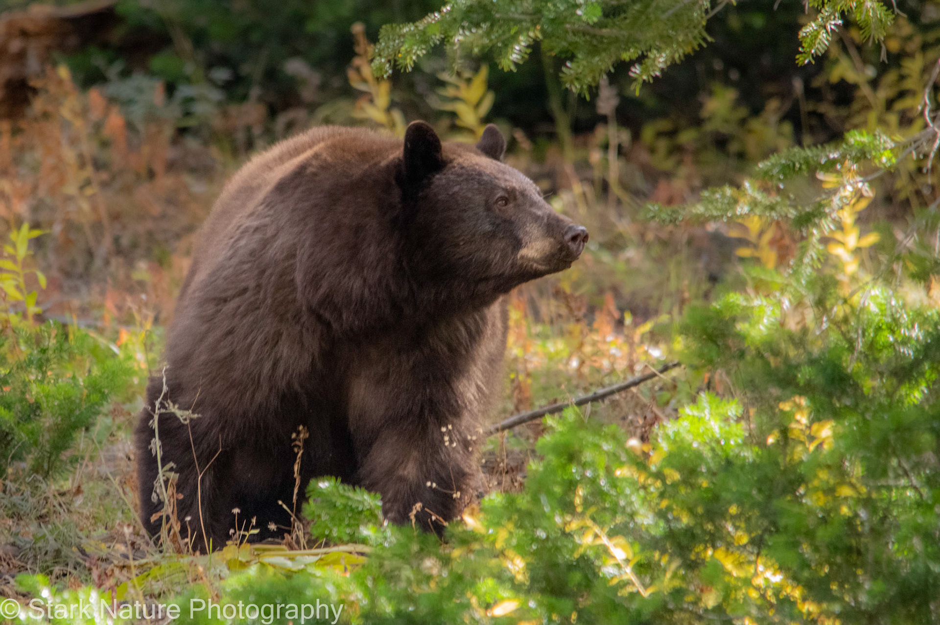 Yellowstone Bear_002