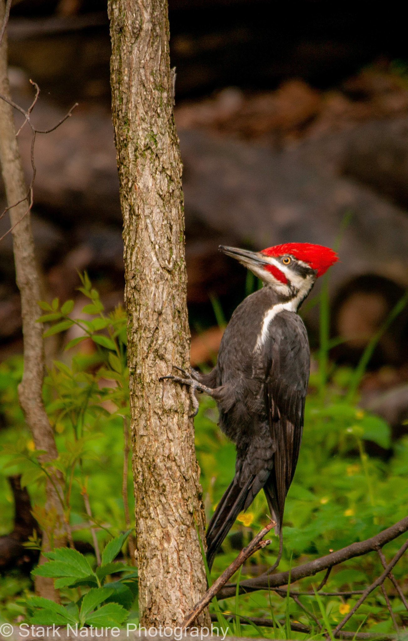 Pileated Woodpecker_001