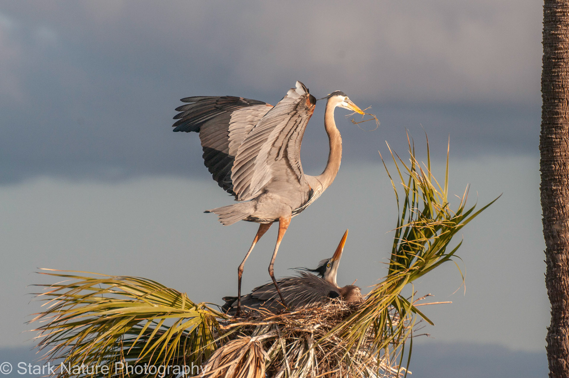 Great Blue Heron_001