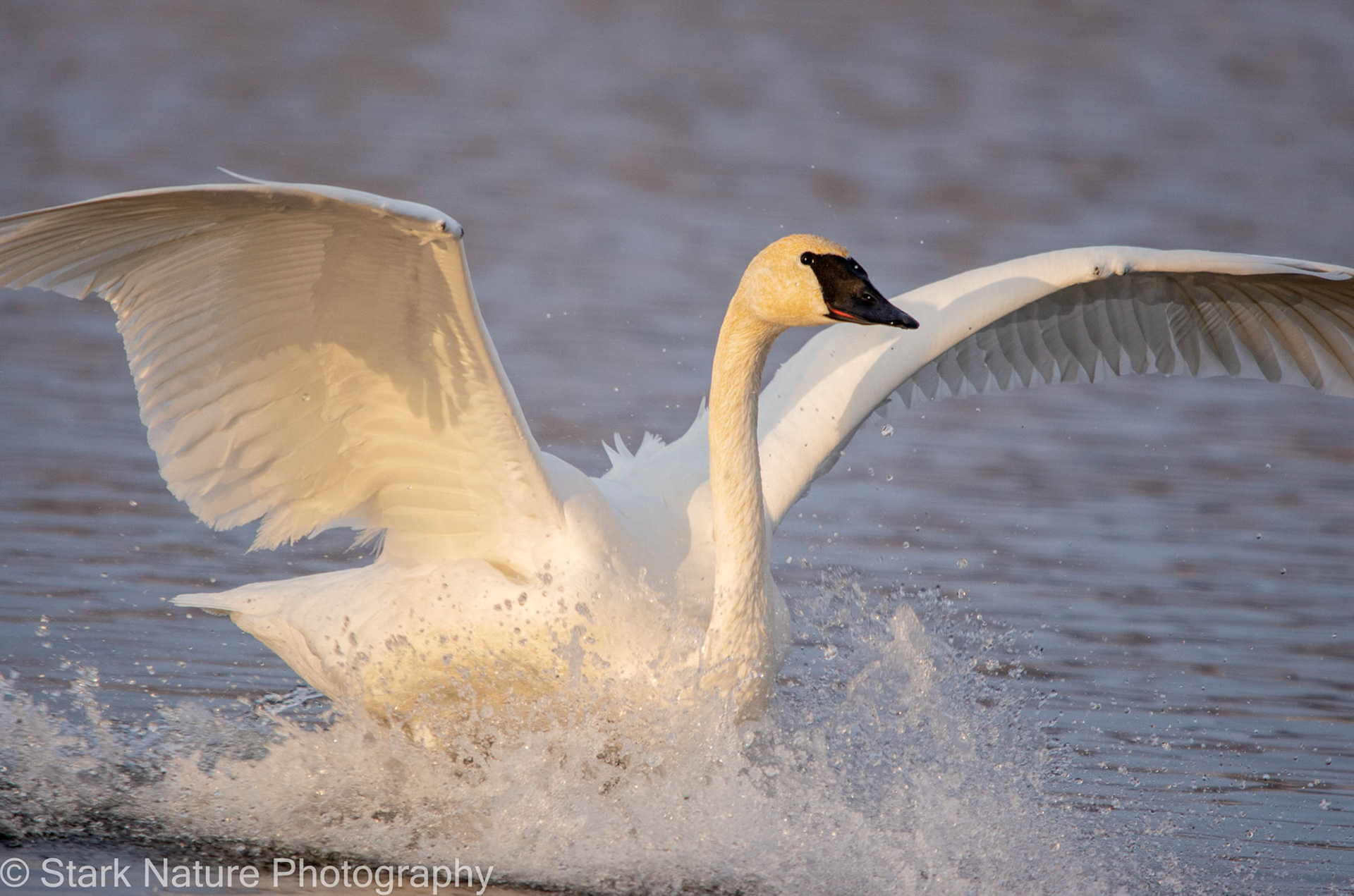 Trumpeter Swan_004