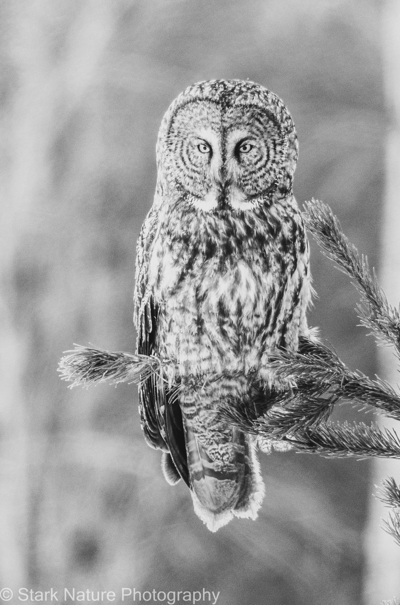 Great Gray Owl_002