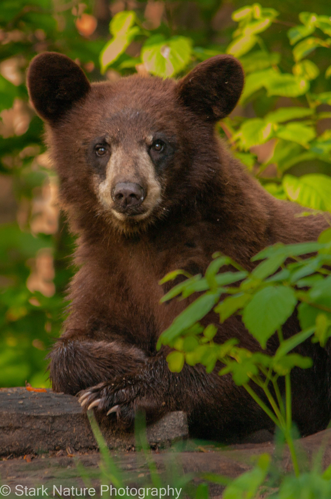 Bears_007