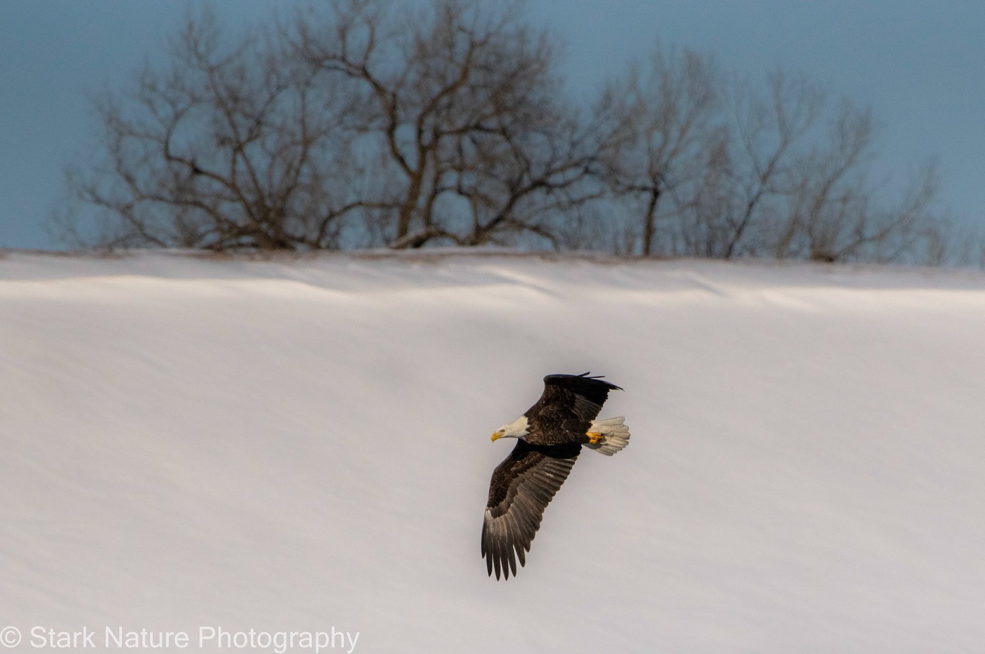 Eagle 002, Reeds Landing MN