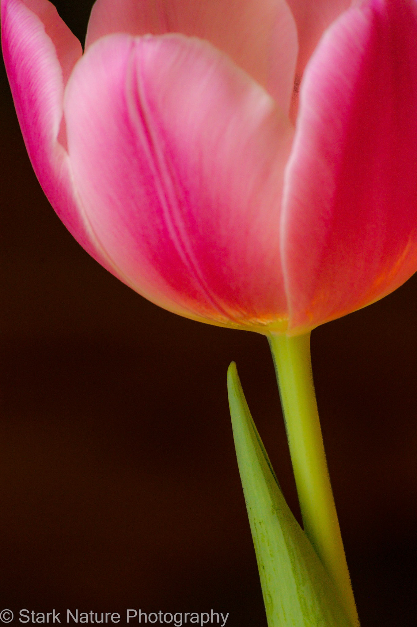Tulip_001