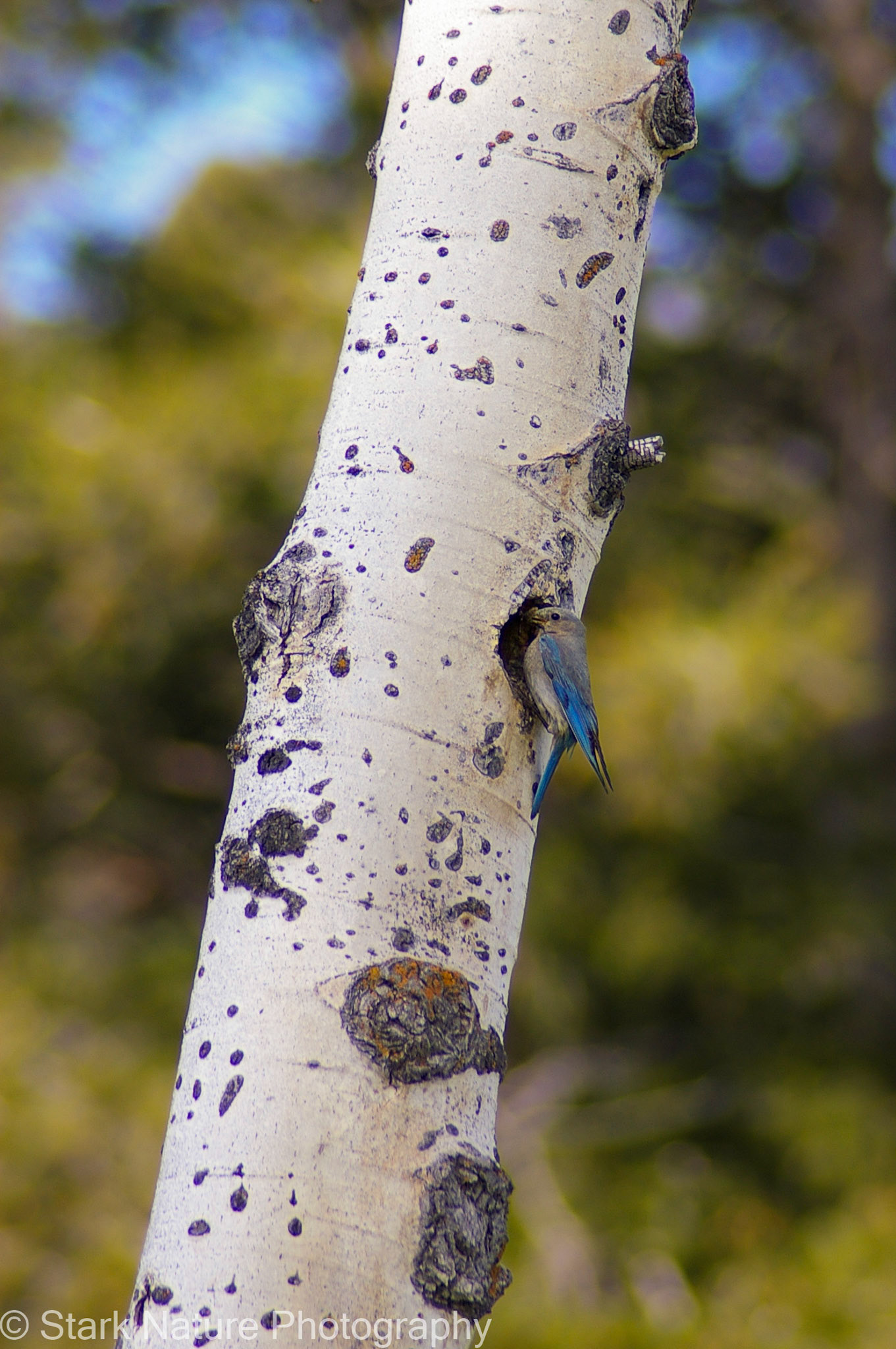 Mountain Bluebird_001